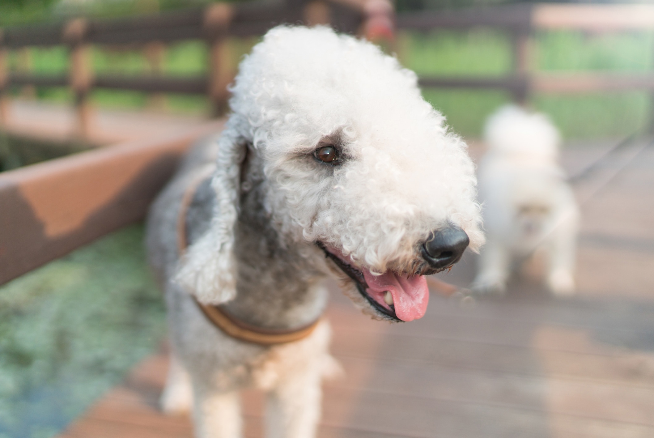 close-up of a bedlington terrier's head