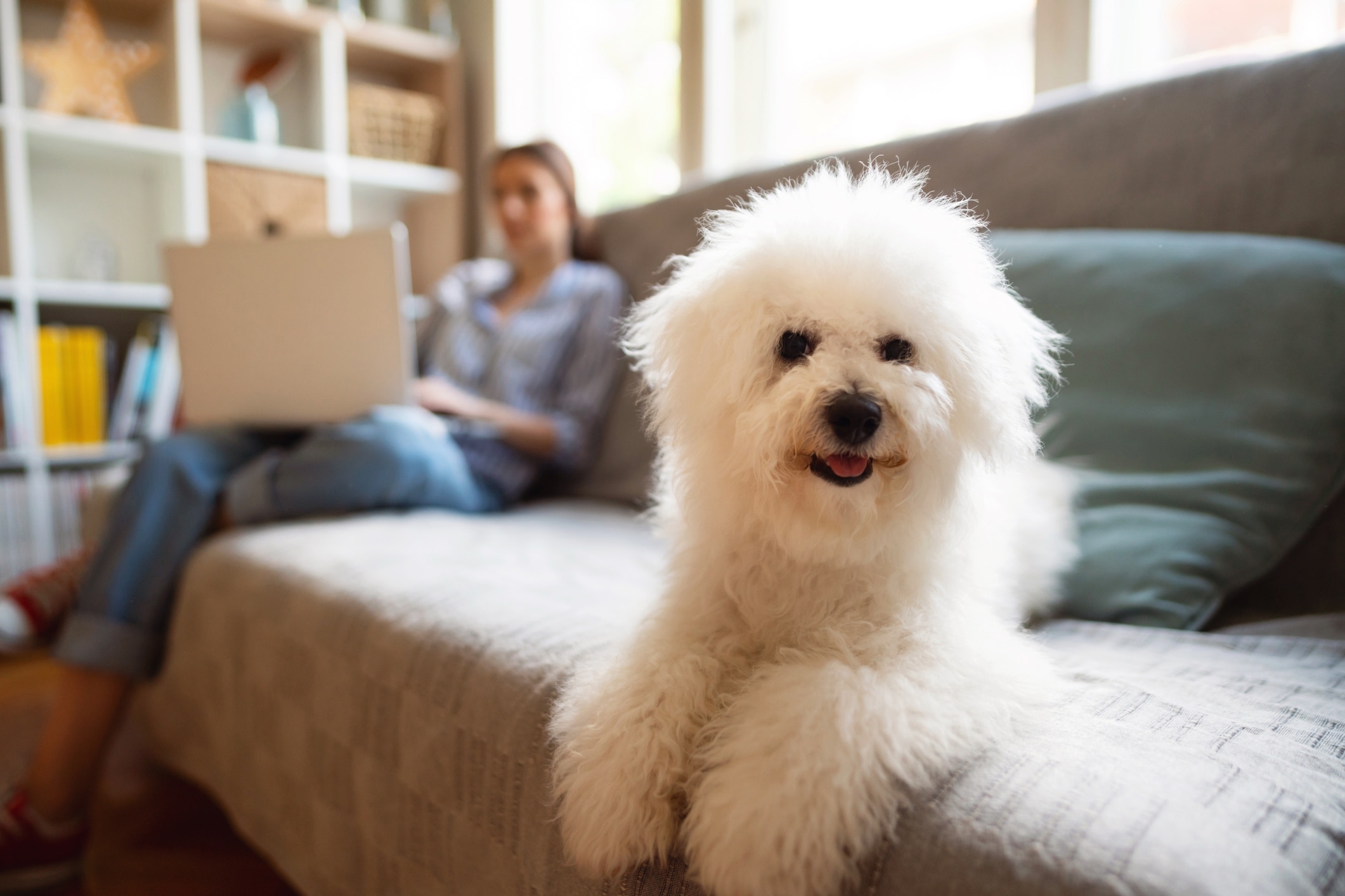 white bichon frise dog lying on a couch with a woman sitting in the background