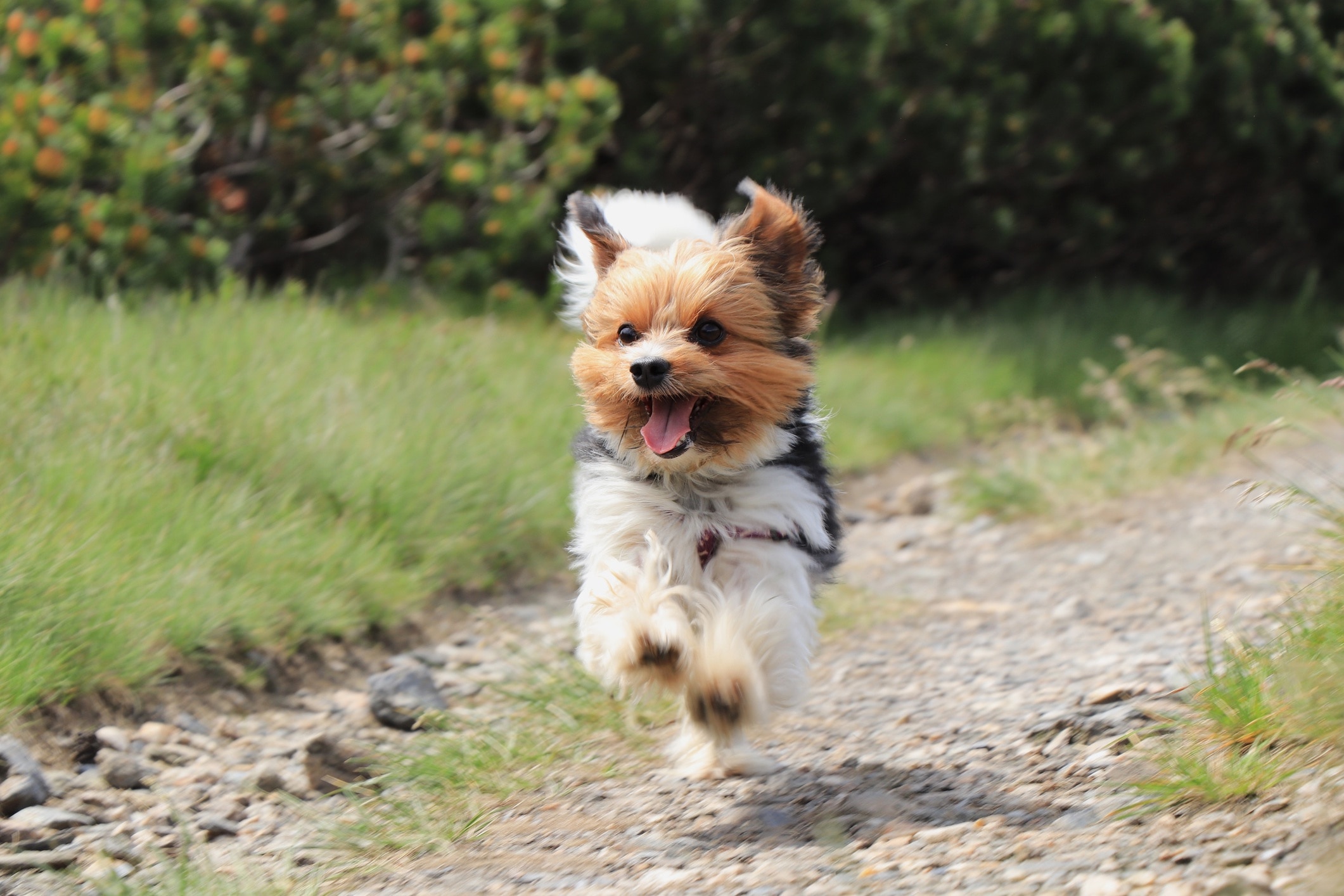 tricolor biewer terrier with a short haircut running down a hiking trail