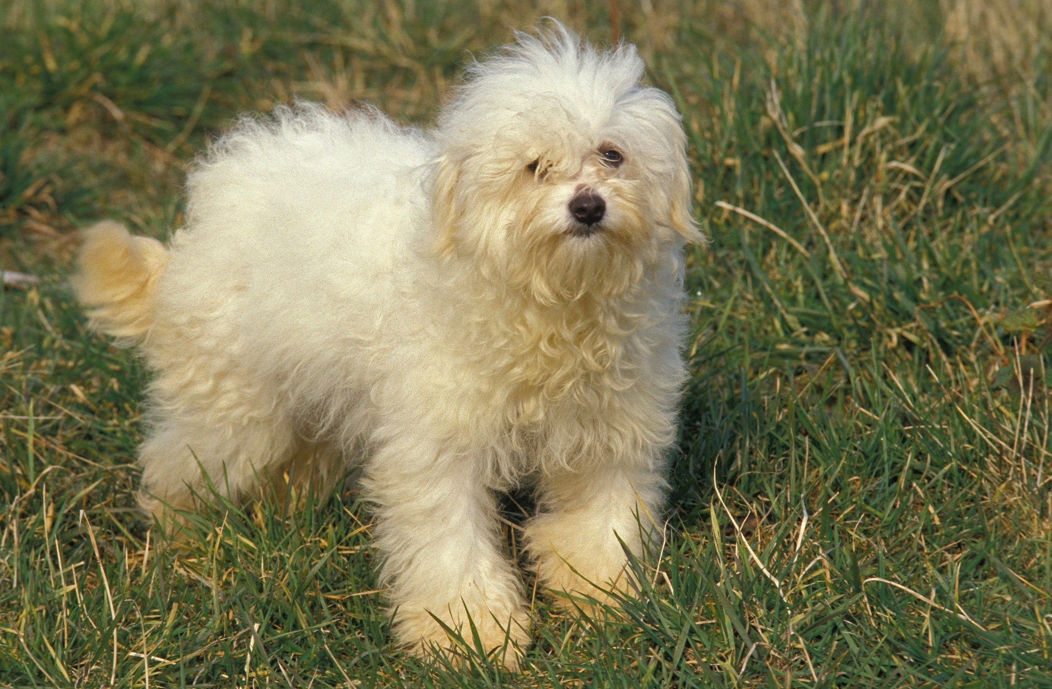 scraggly white bolognese dog with disheveled fur standing in grass