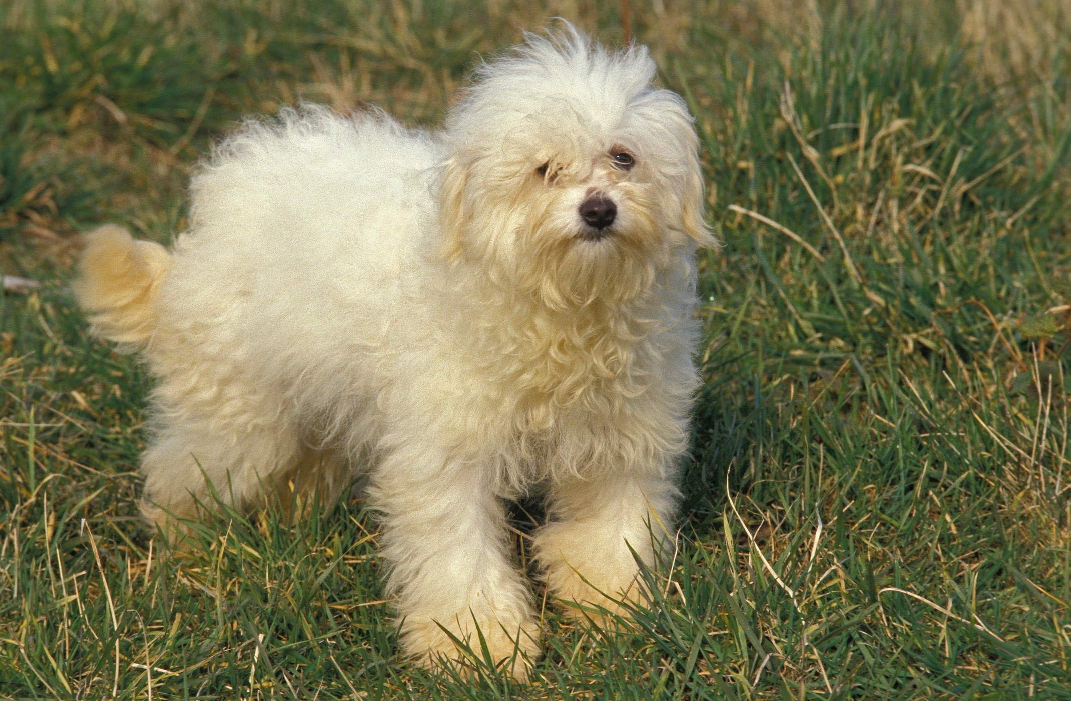 bolognese dog standing in grass