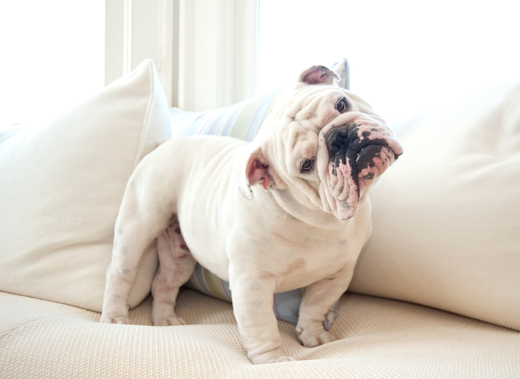 white bulldog standing on a white couch with his head tilted