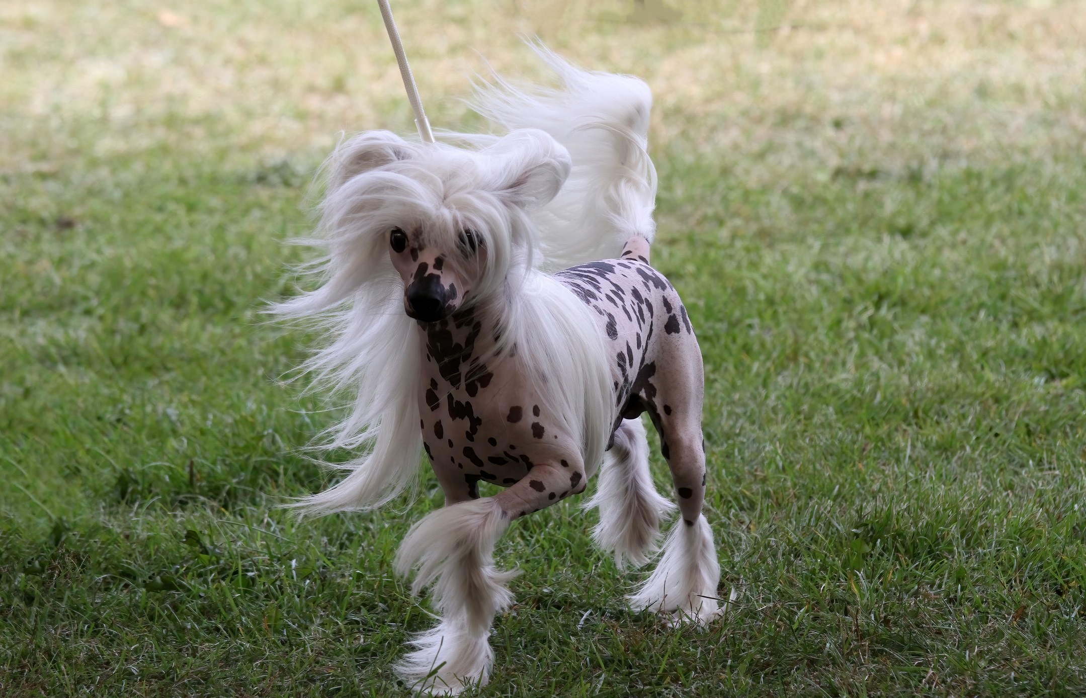 speckled chinese crested walking on a leash on a windy day