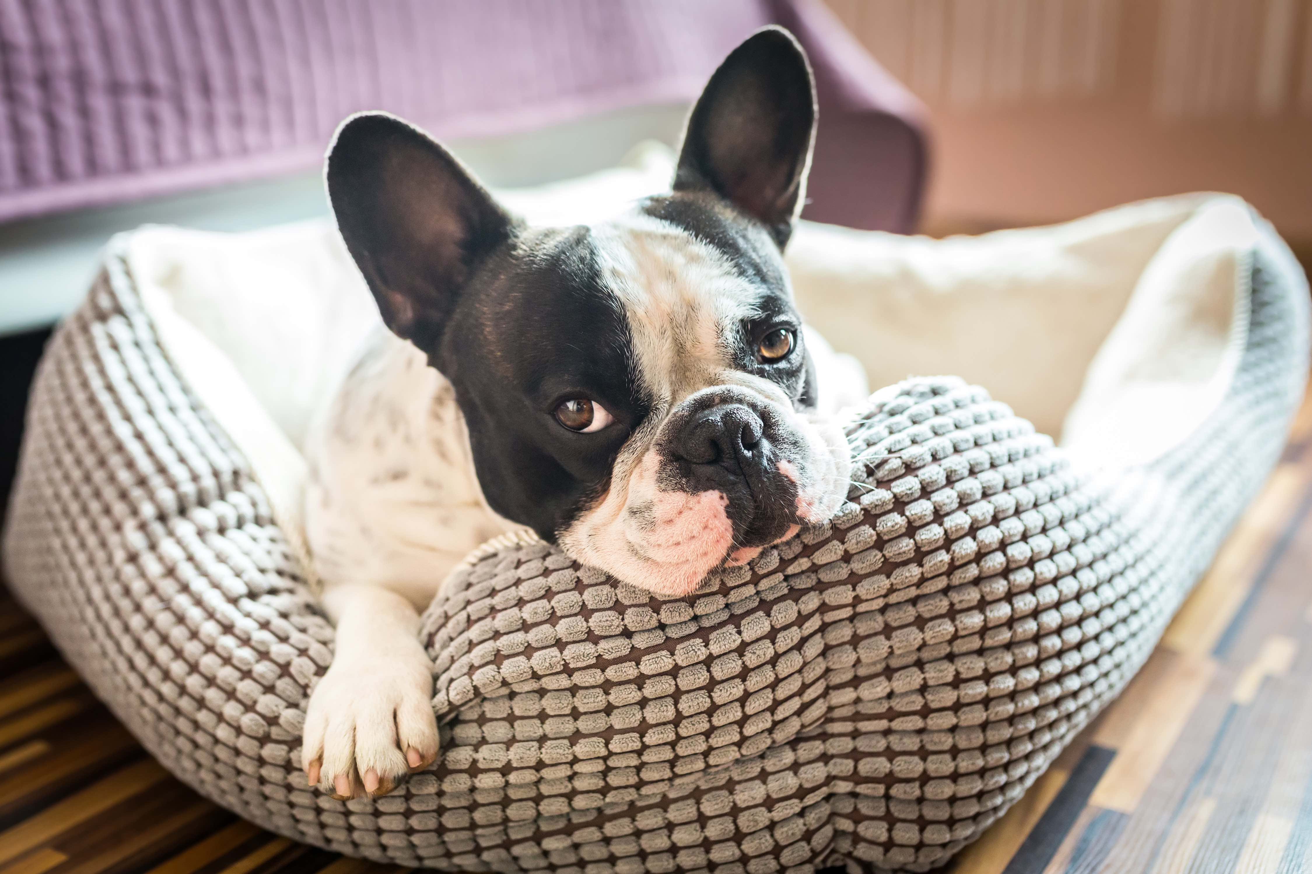 white and black french bulldog lying in a dog bed