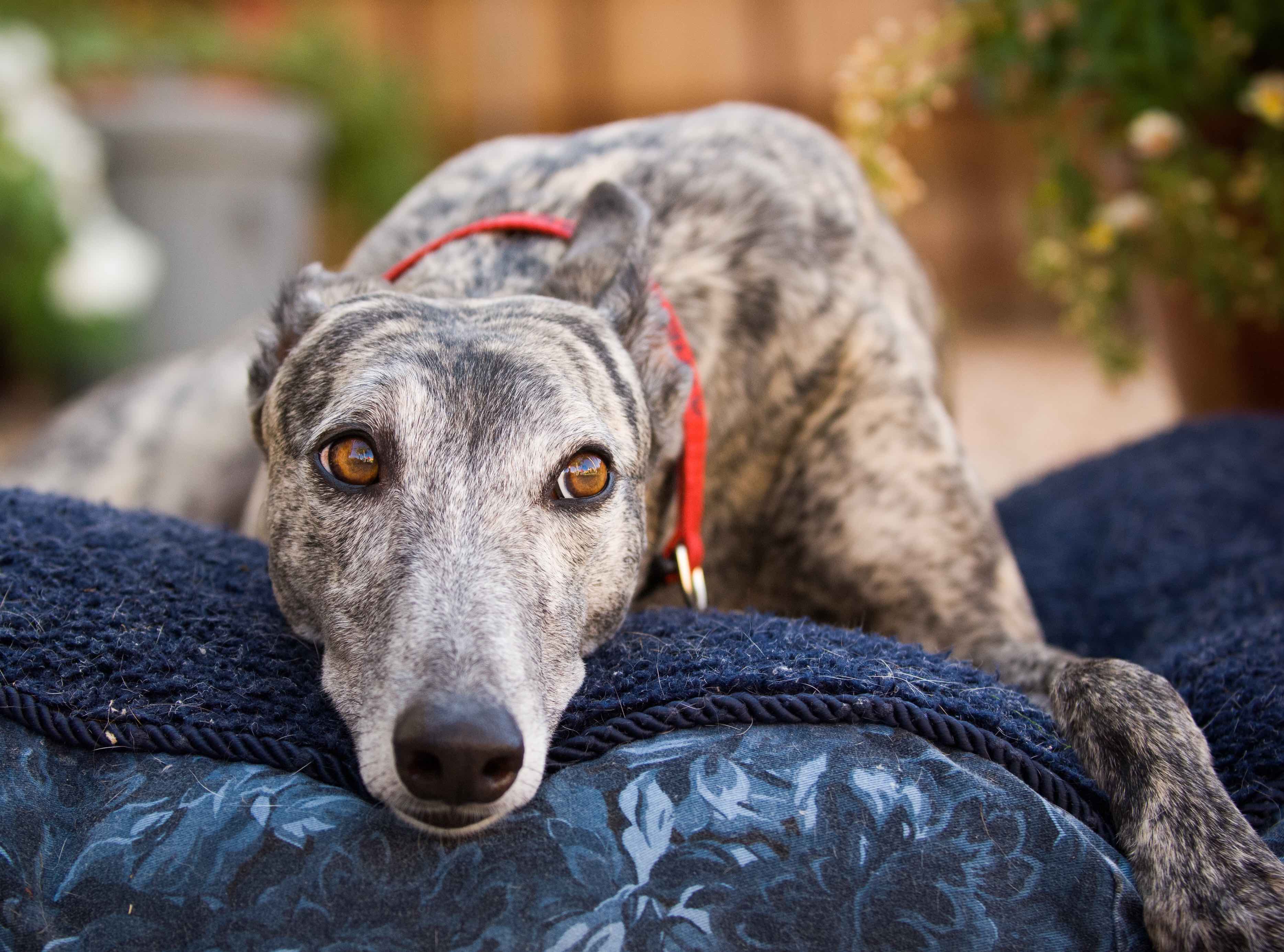 close-up of a brindle grayhound lying down