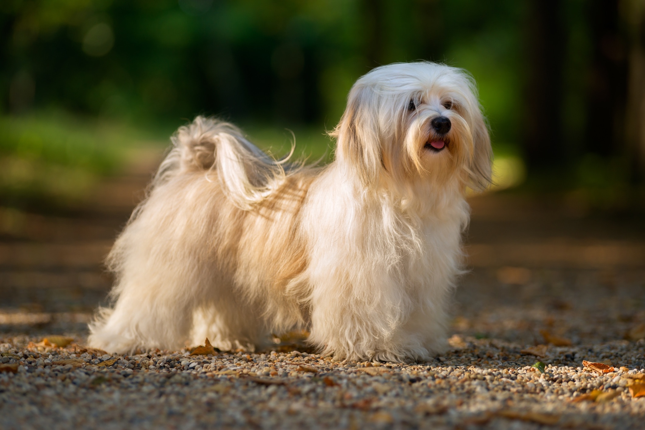 cream havanese dog standing