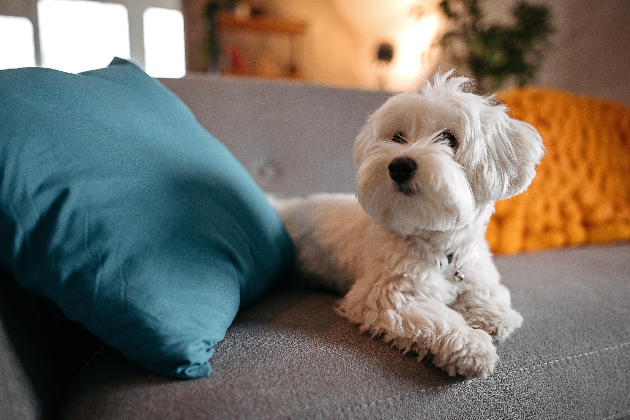 white maltese dog with a puppy haircut lying on a couch