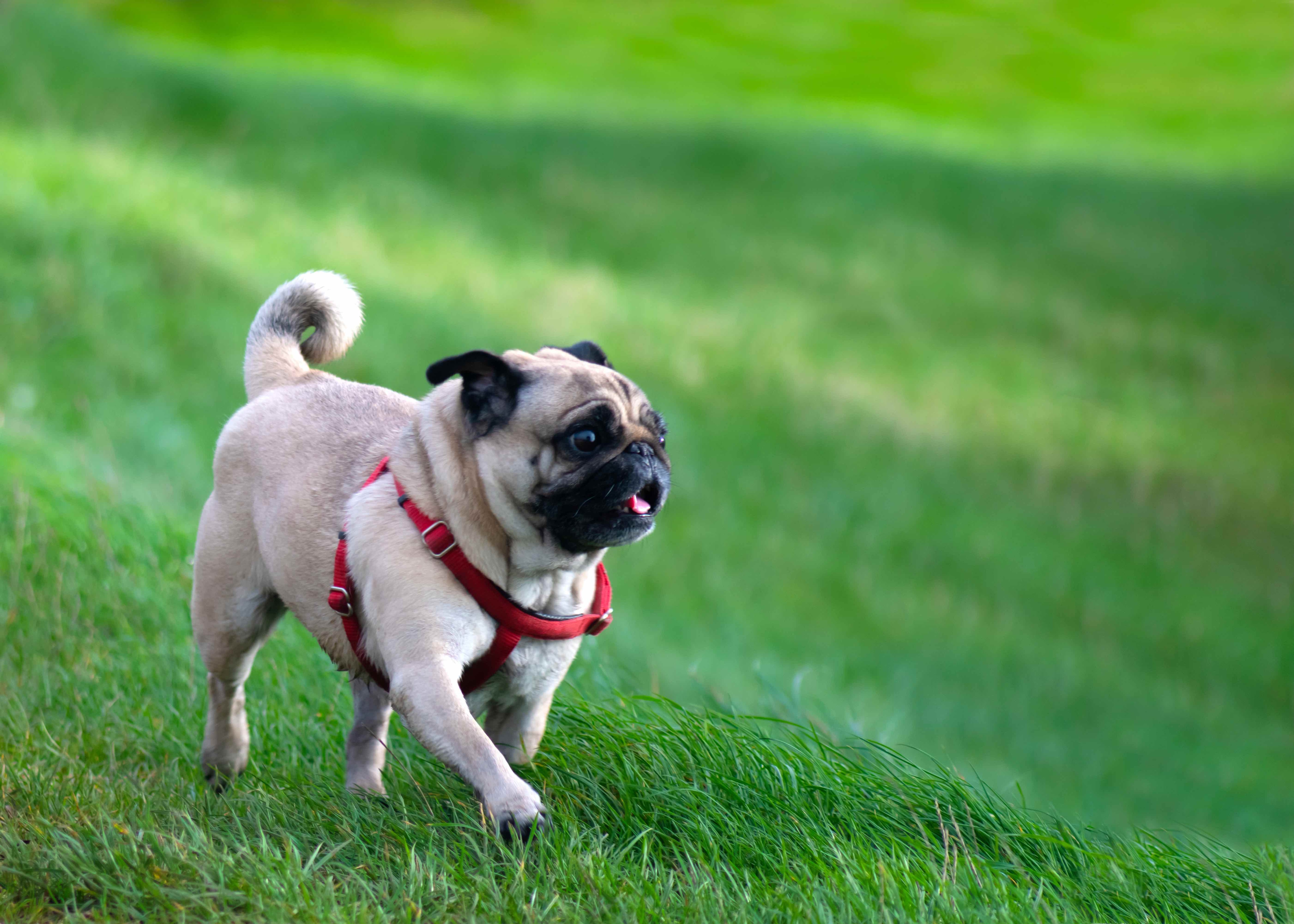 pug trotting through grass and wearing a harness
