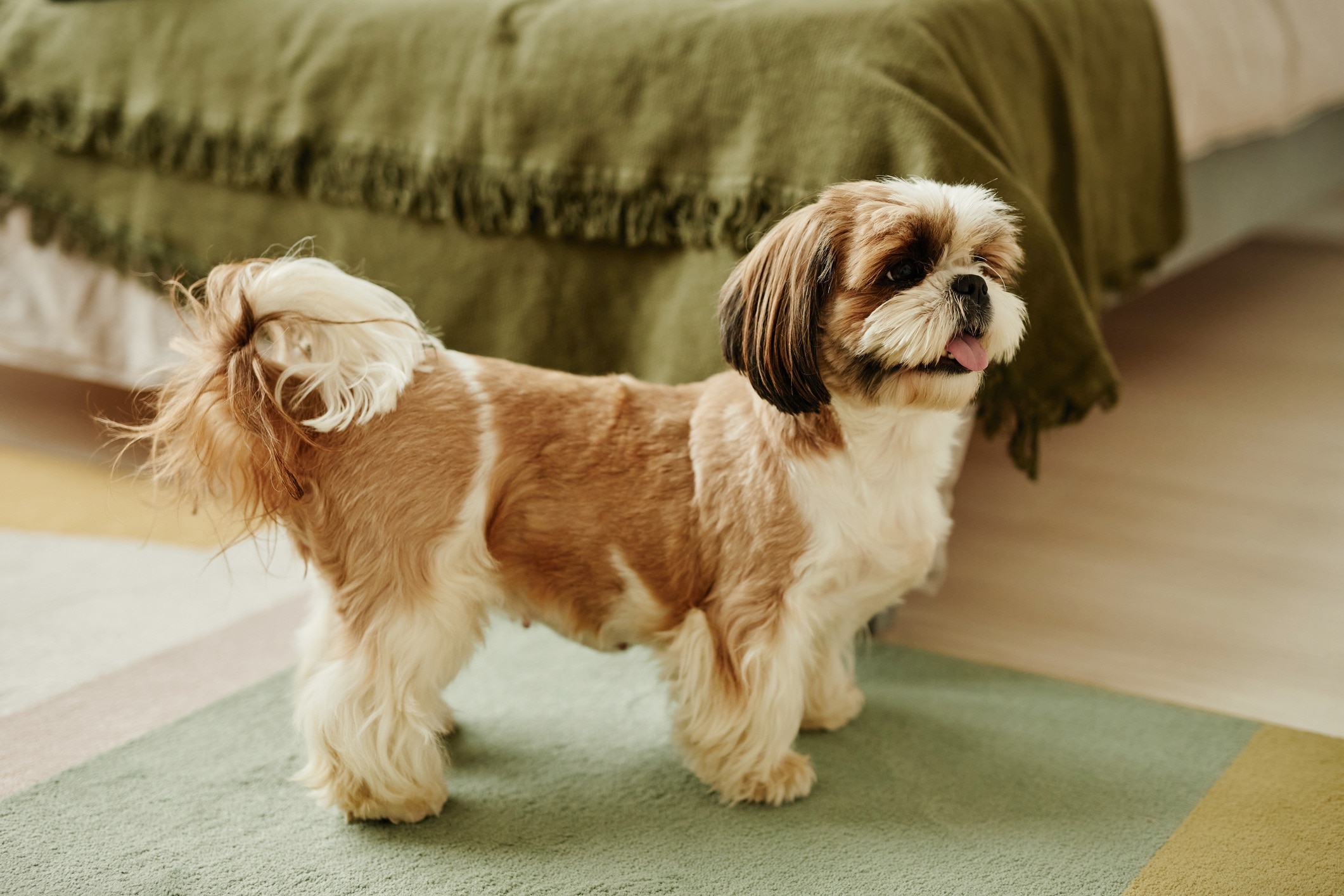 brown and white shih tzu standing in a bedroom
