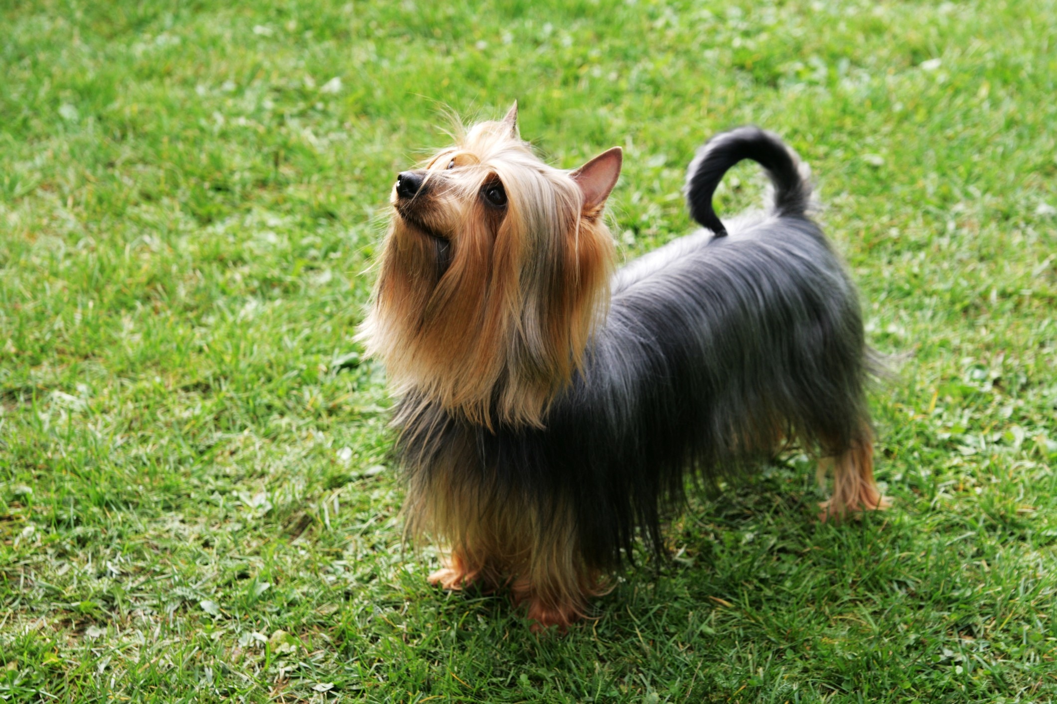 gray and tan silky terrier standing in grass and looking up