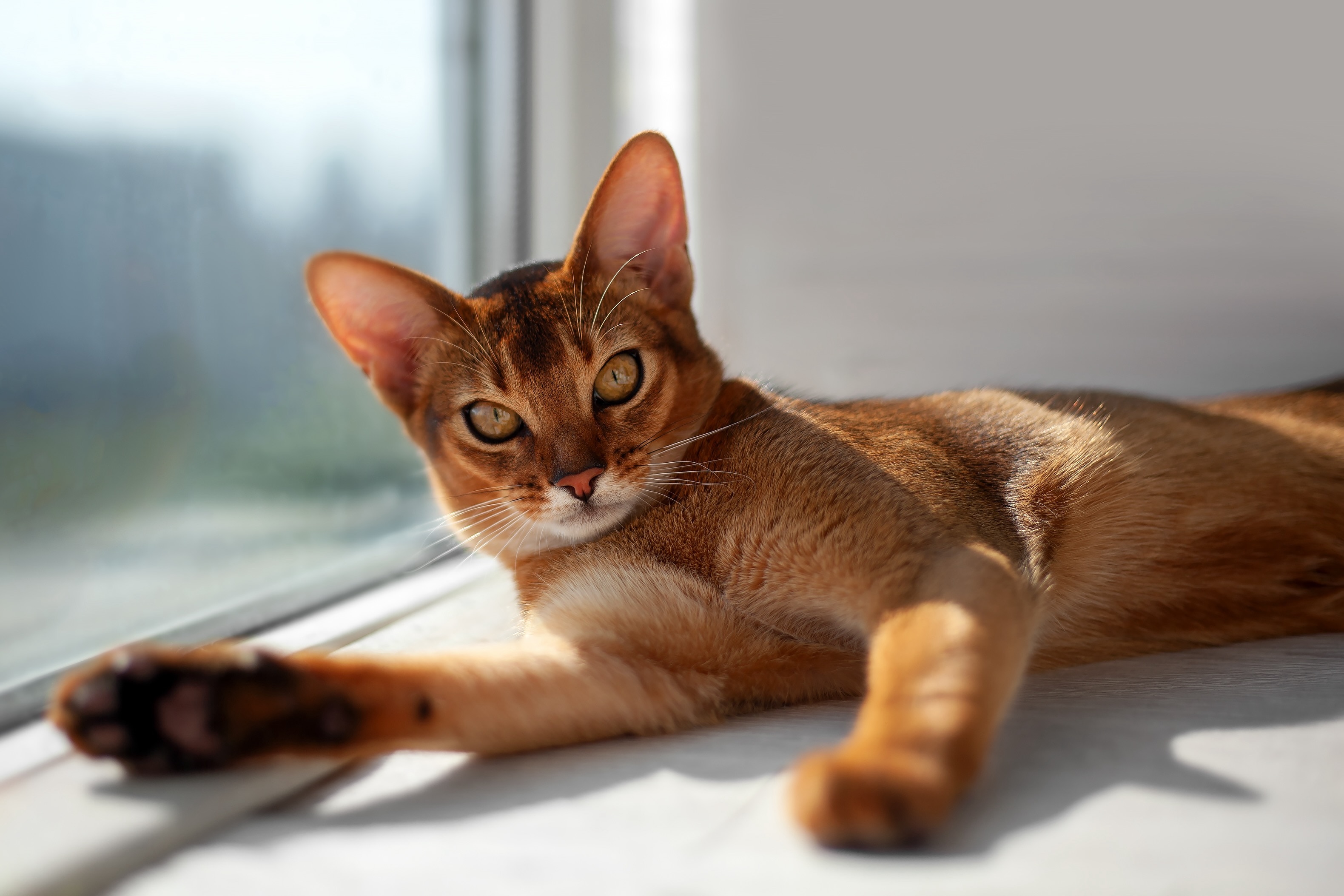 abyssinian cat lying on a windowsill