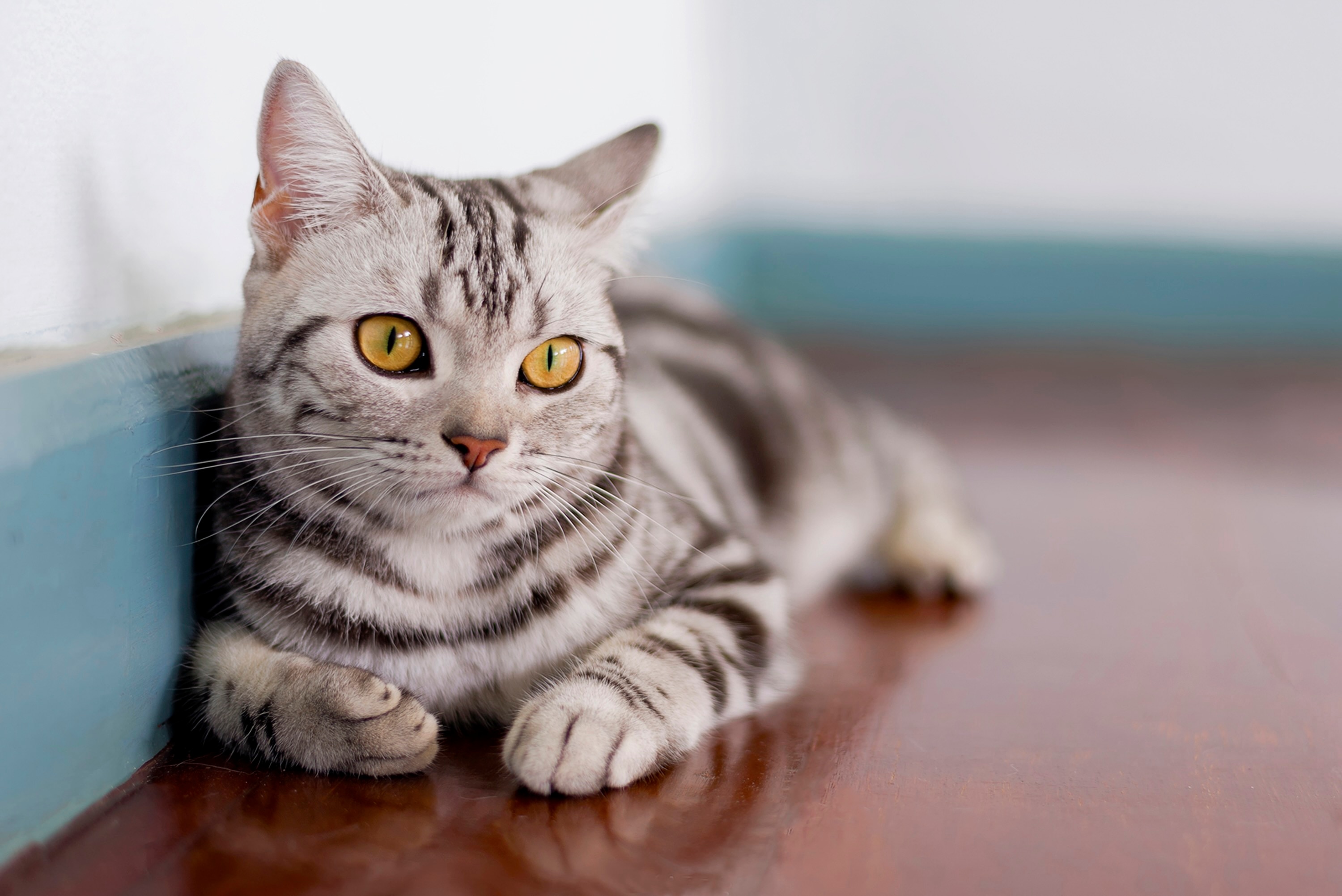 silver tabby american shorthair cat lying on the floor against a wall