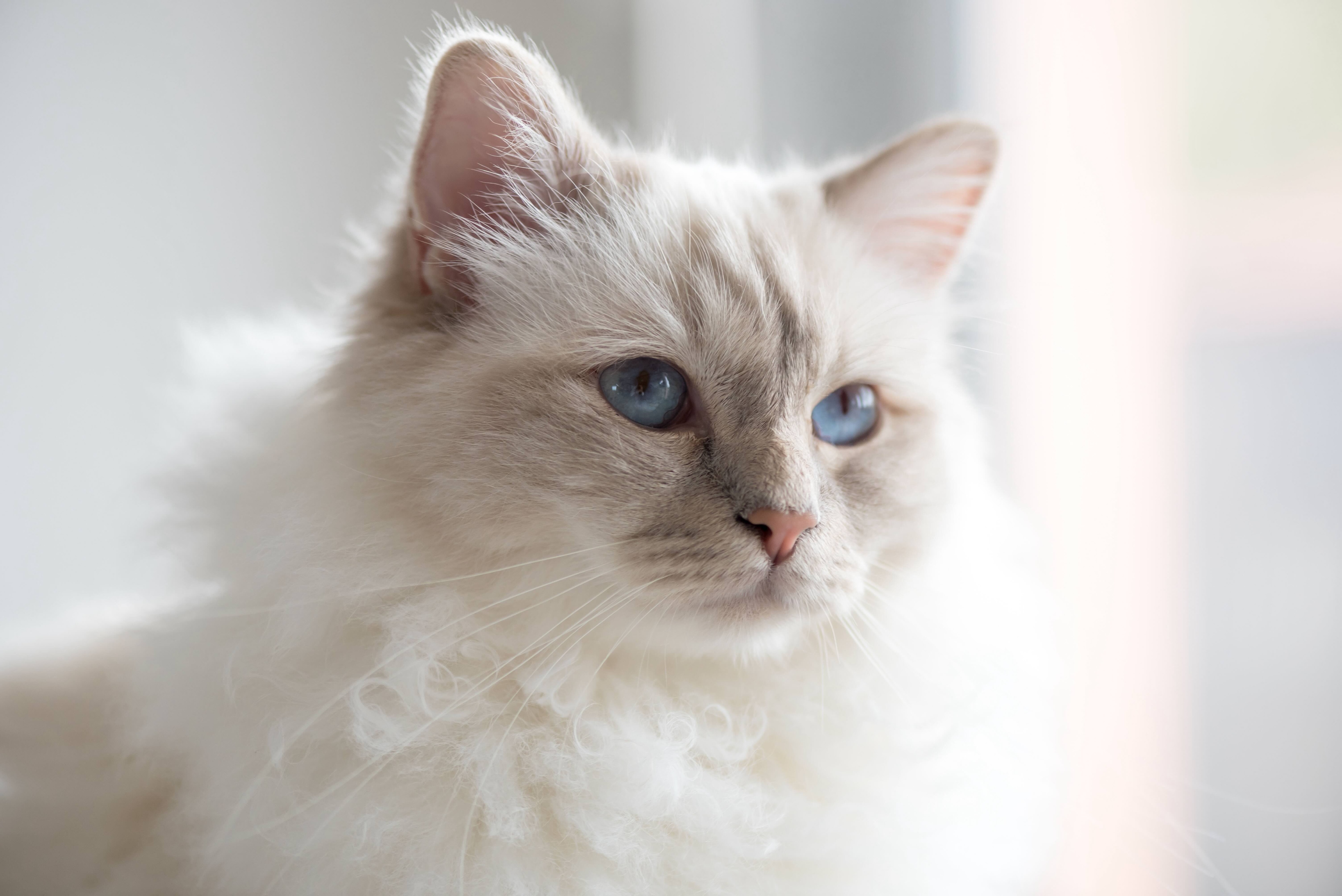 close-up of a colorpoint birman cat