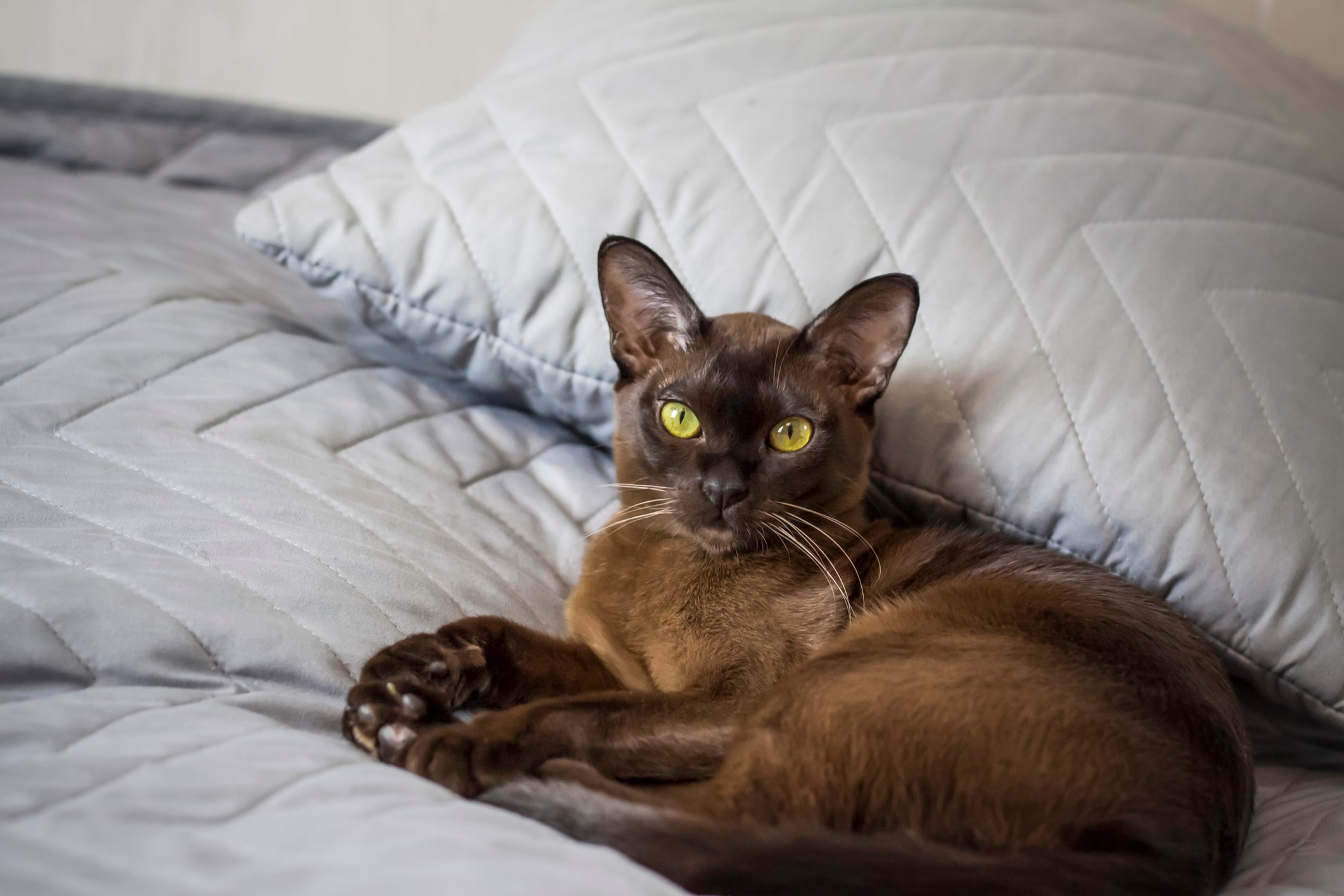 burmese cat lying on a human bed against a pillow