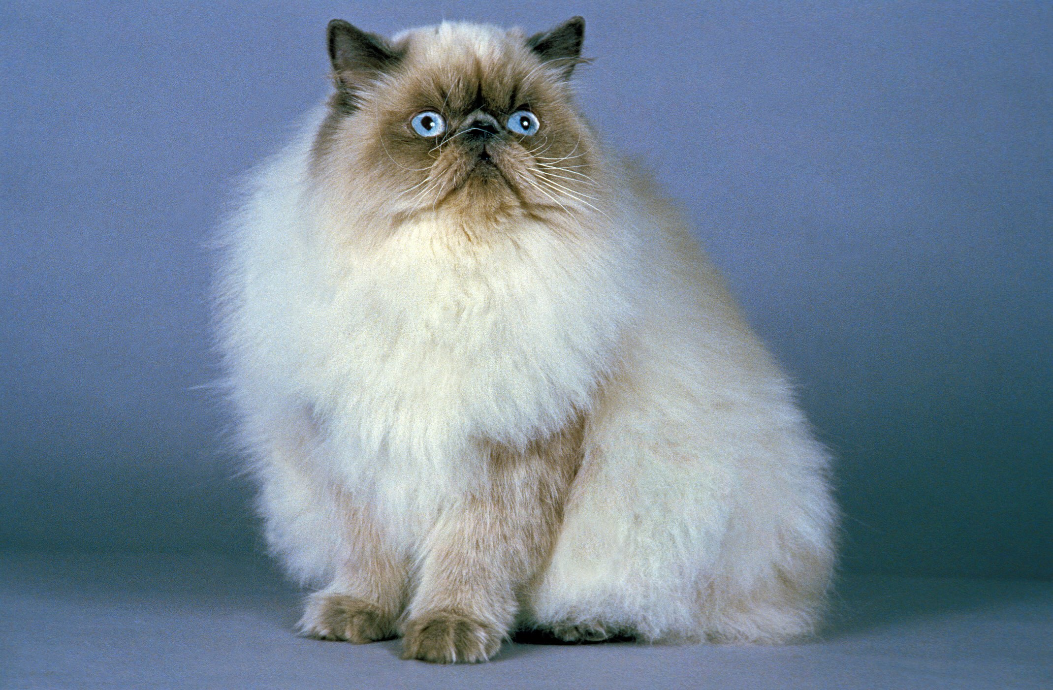 white and gray himalayan cat sitting in front of a purple background