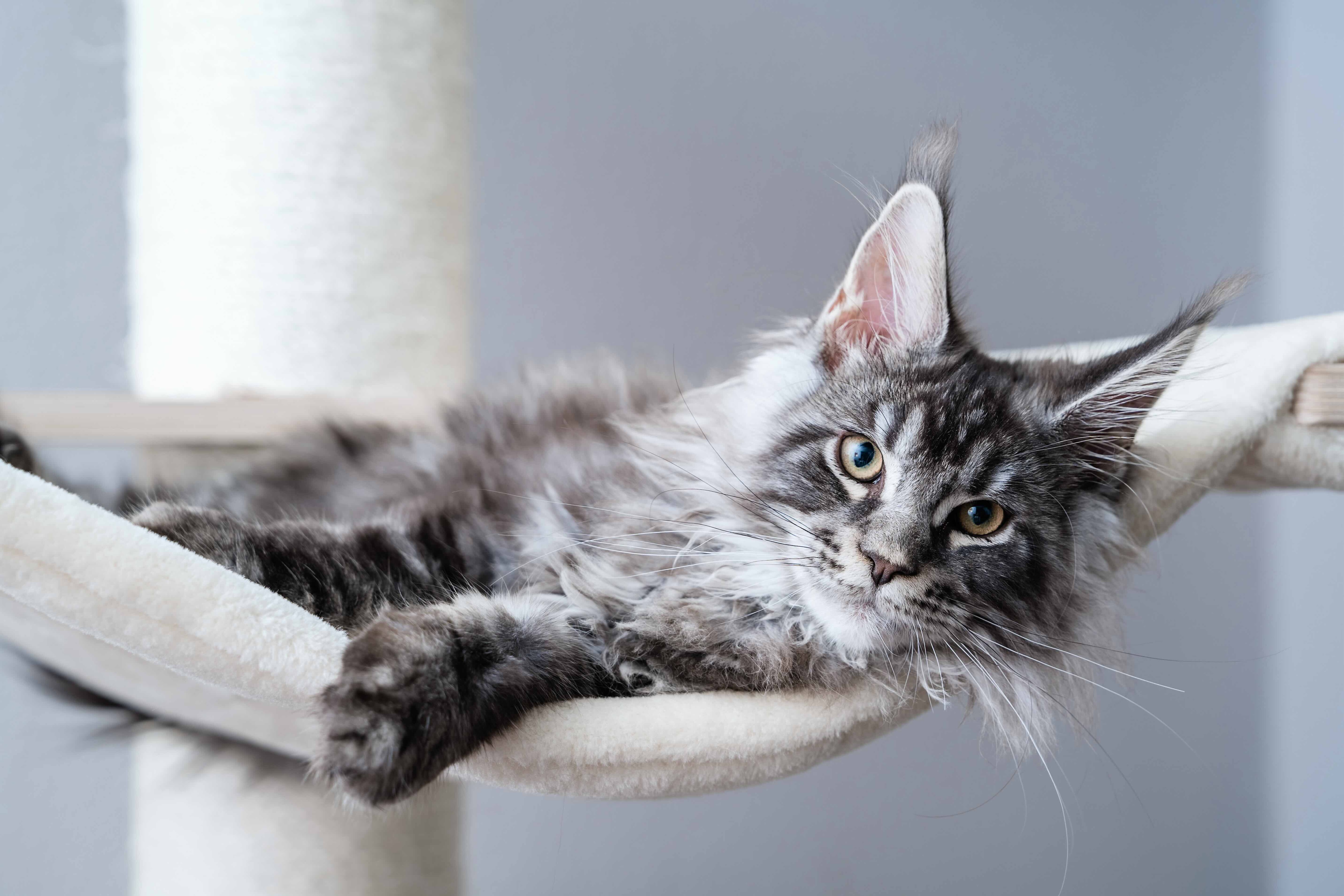 silver tabby maine coon lying in a cat tree