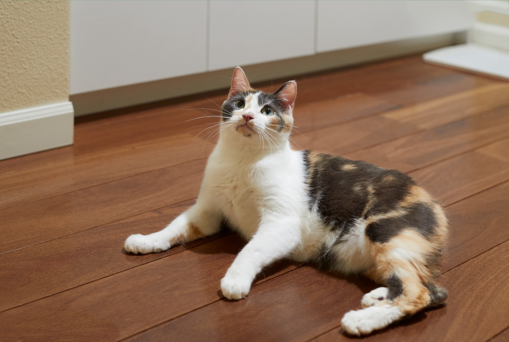 calico manx cat lying on the floor and looking up