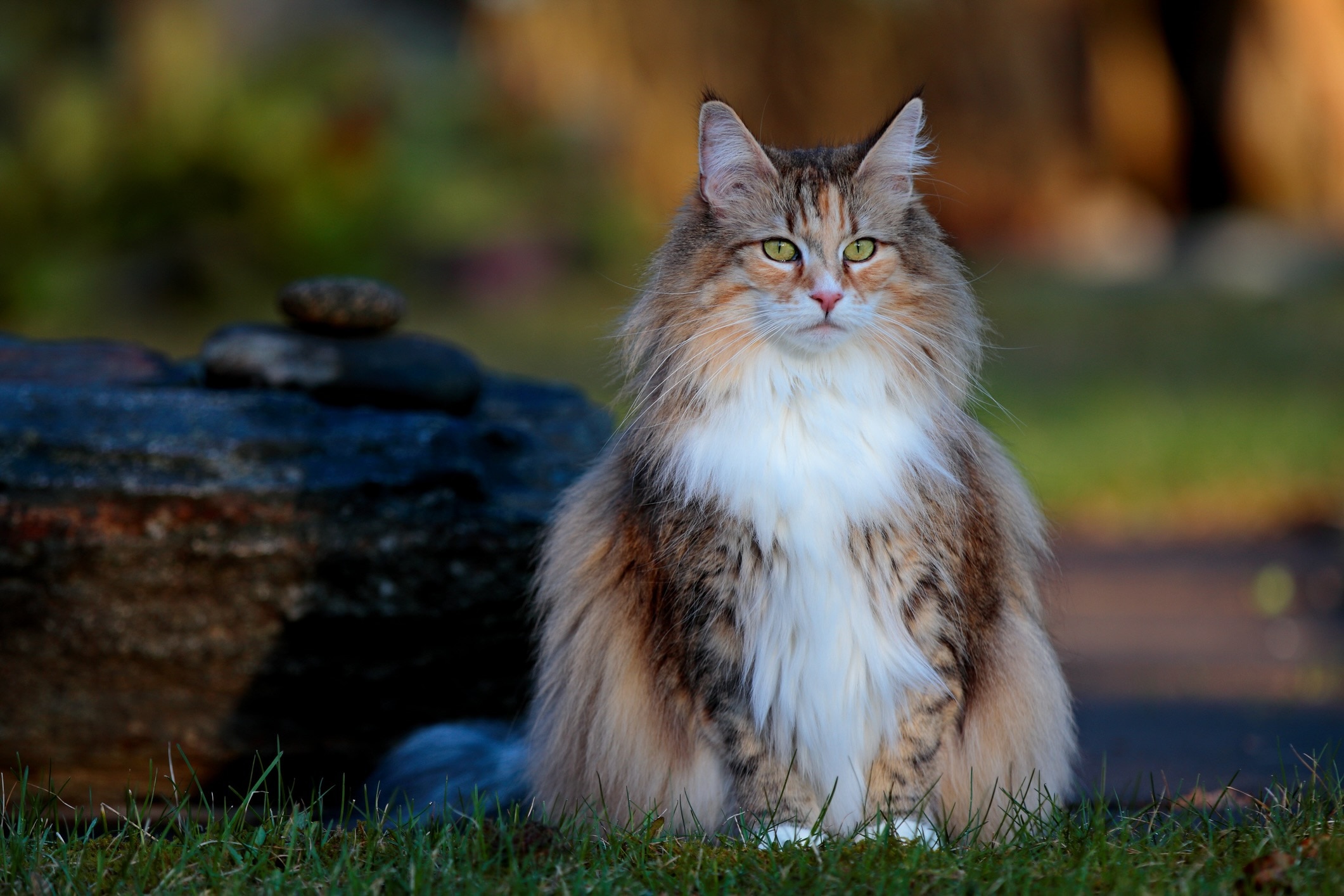 calico norwegian forest cat sitting outside