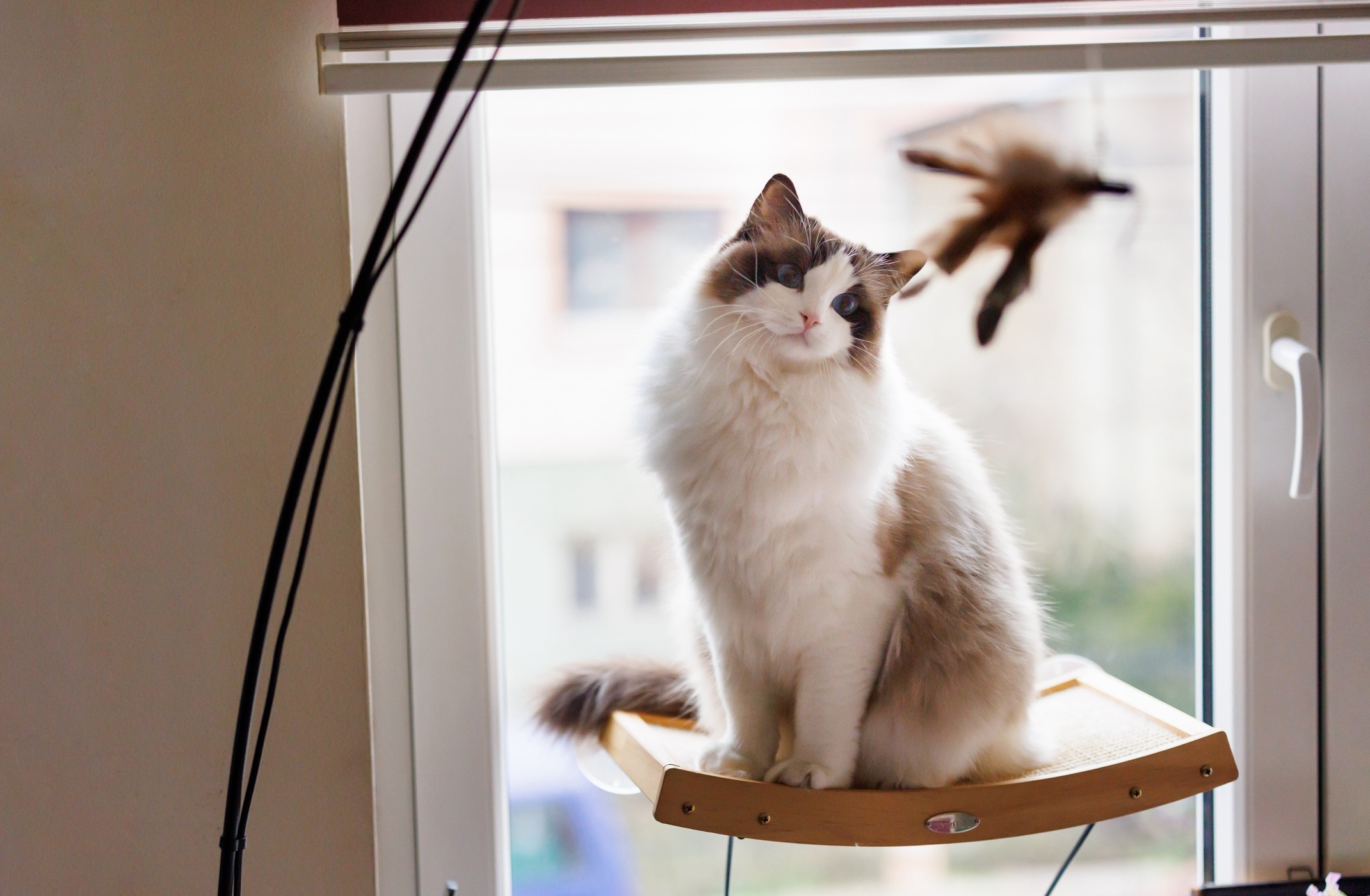 ragdoll cat sitting on a window perch and playing with a wand toy