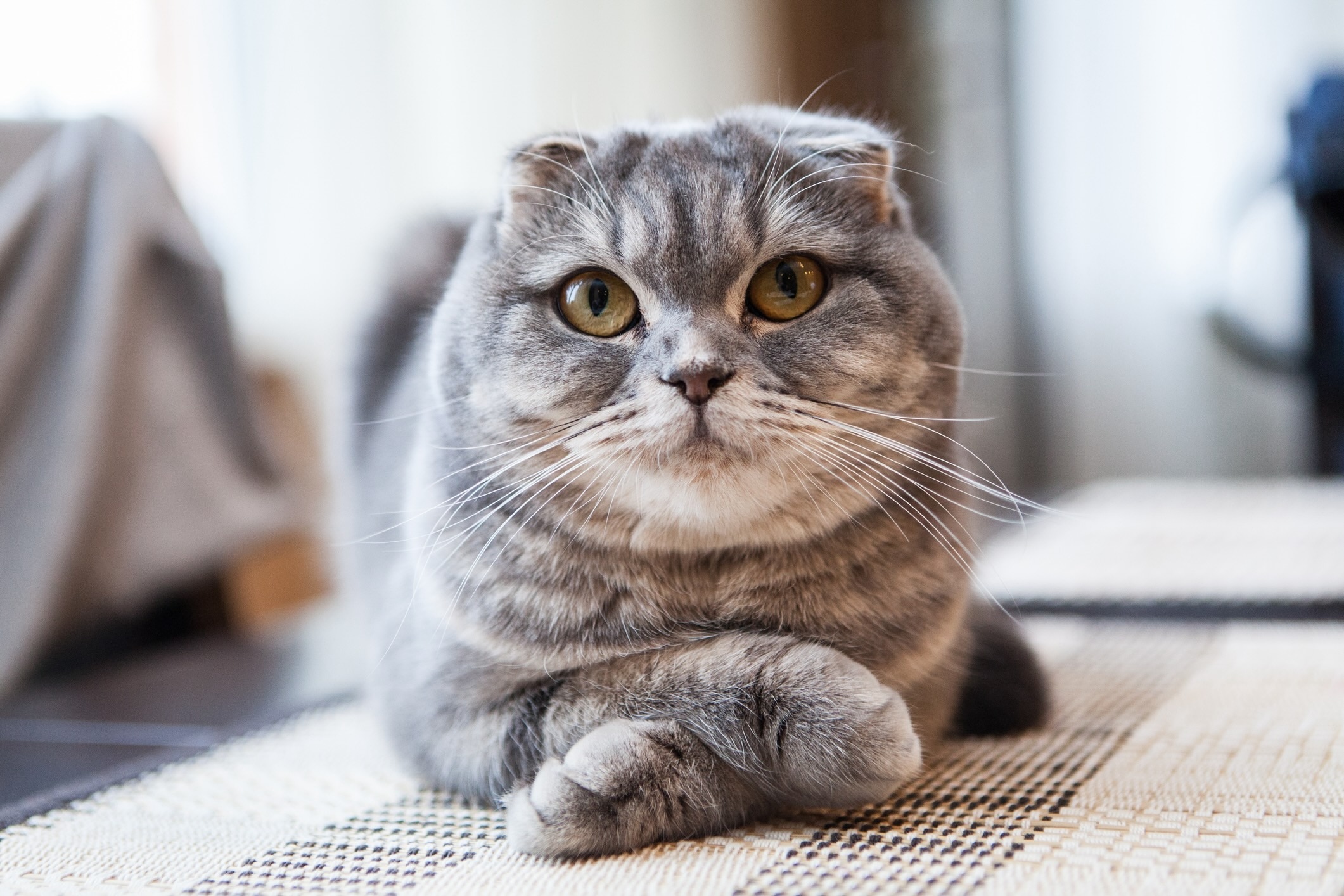 gray tabby scottish fold lying down with front legs crossed