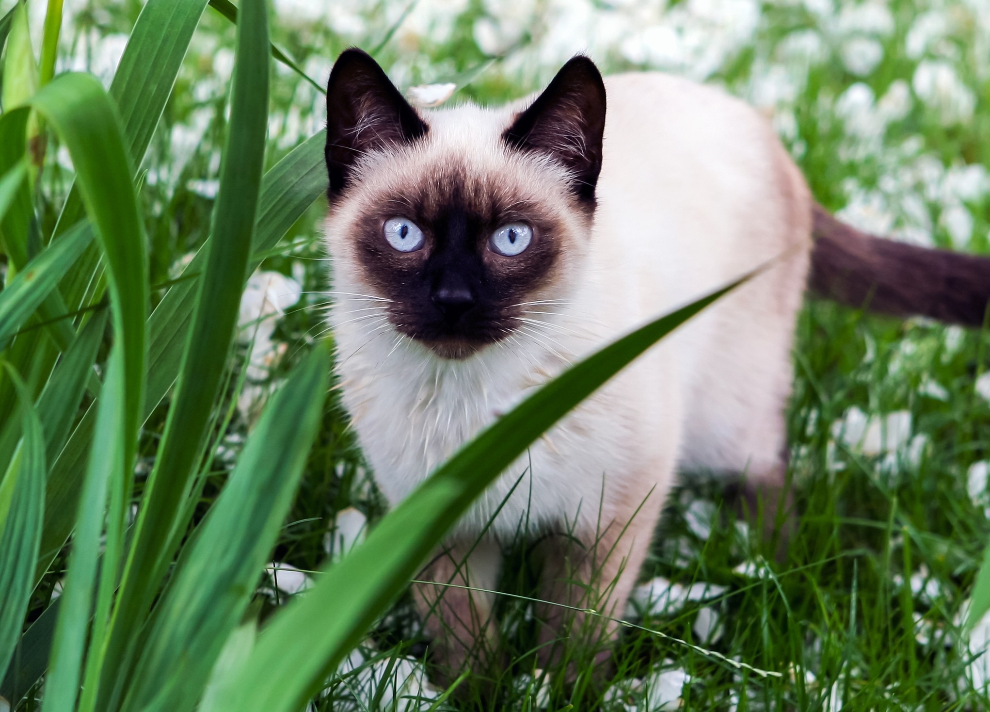 siamese cat standing in grass and white flowers