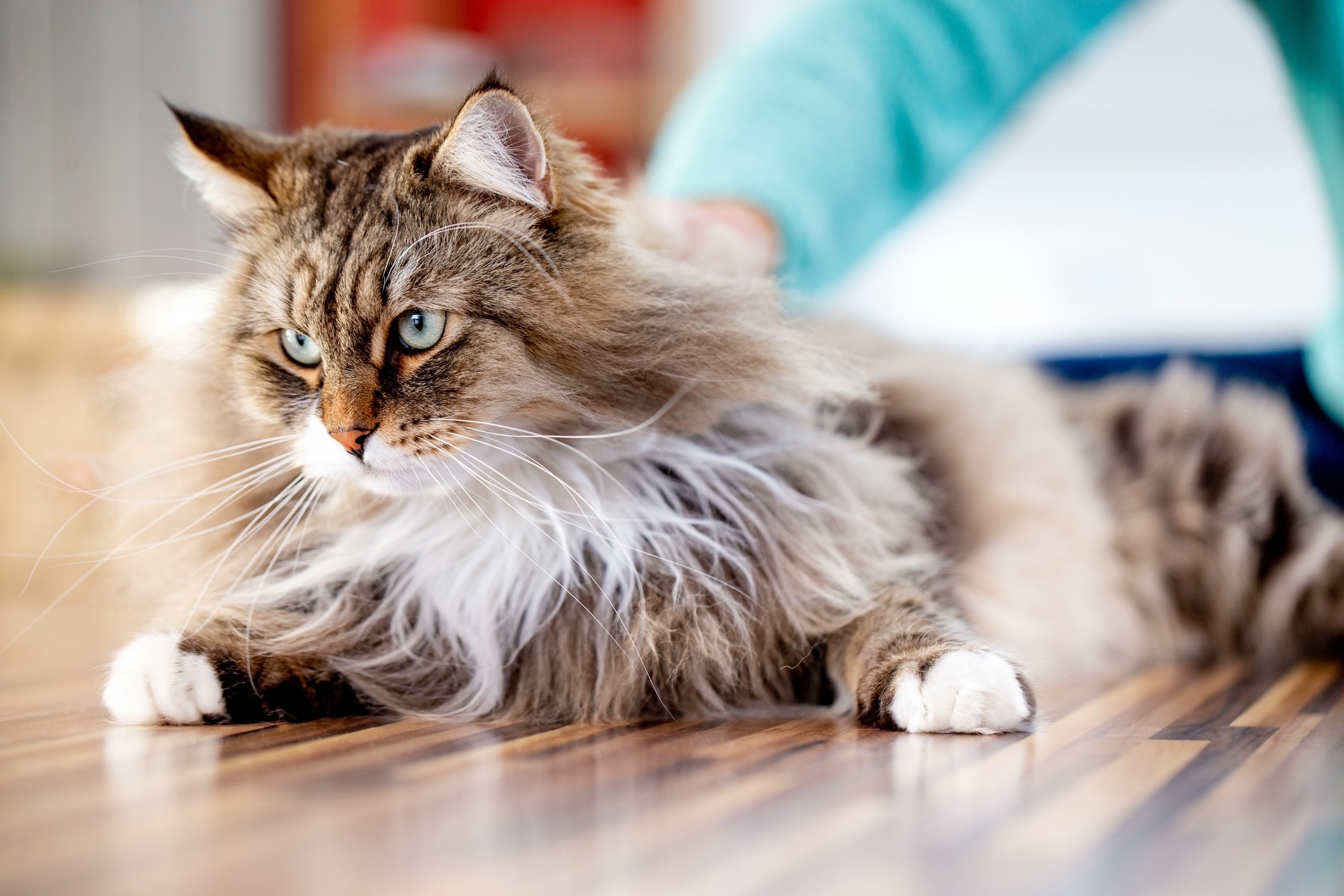 brown tabby siberian cat being pet on the floor