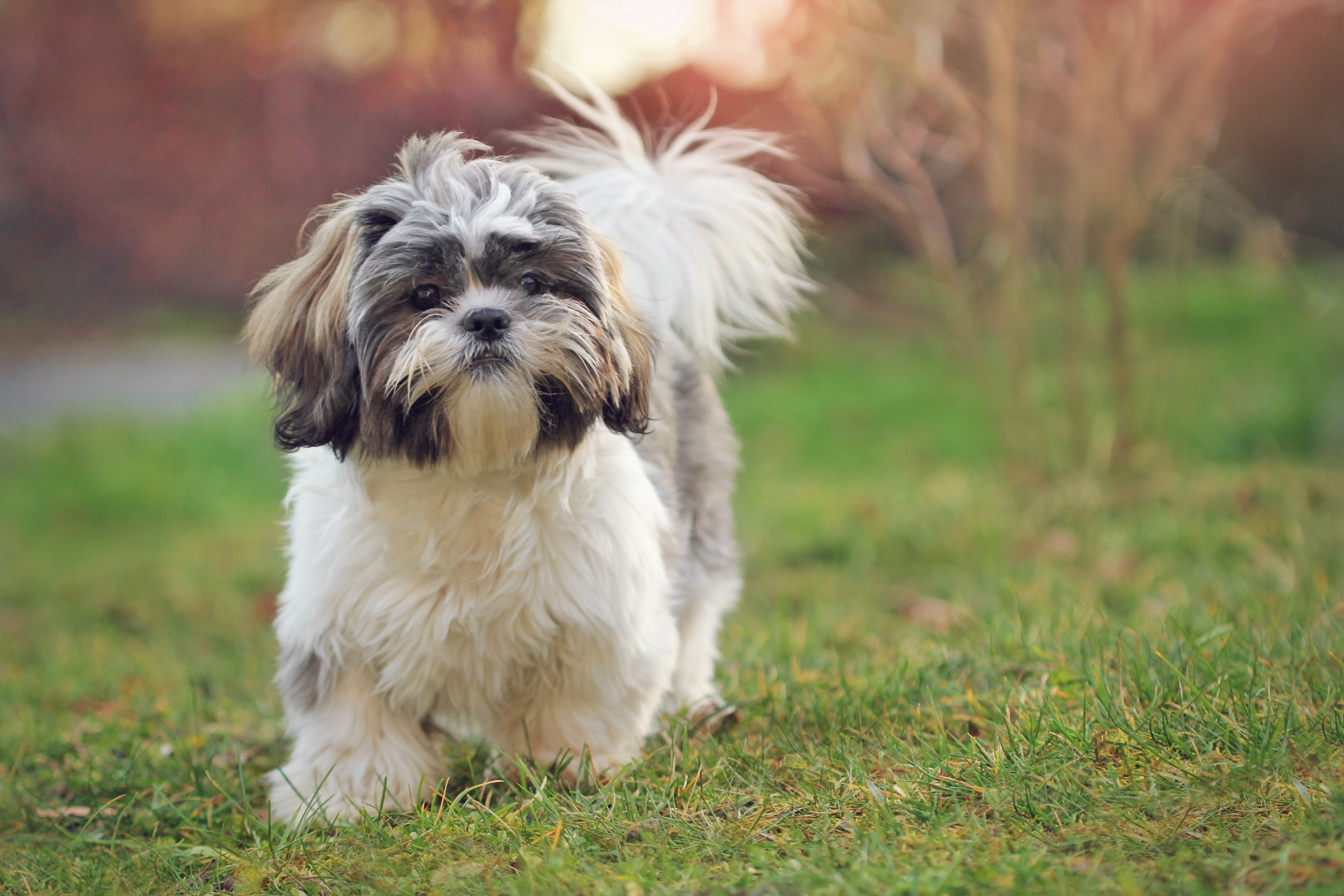 gray and white shih tzu walking across grass