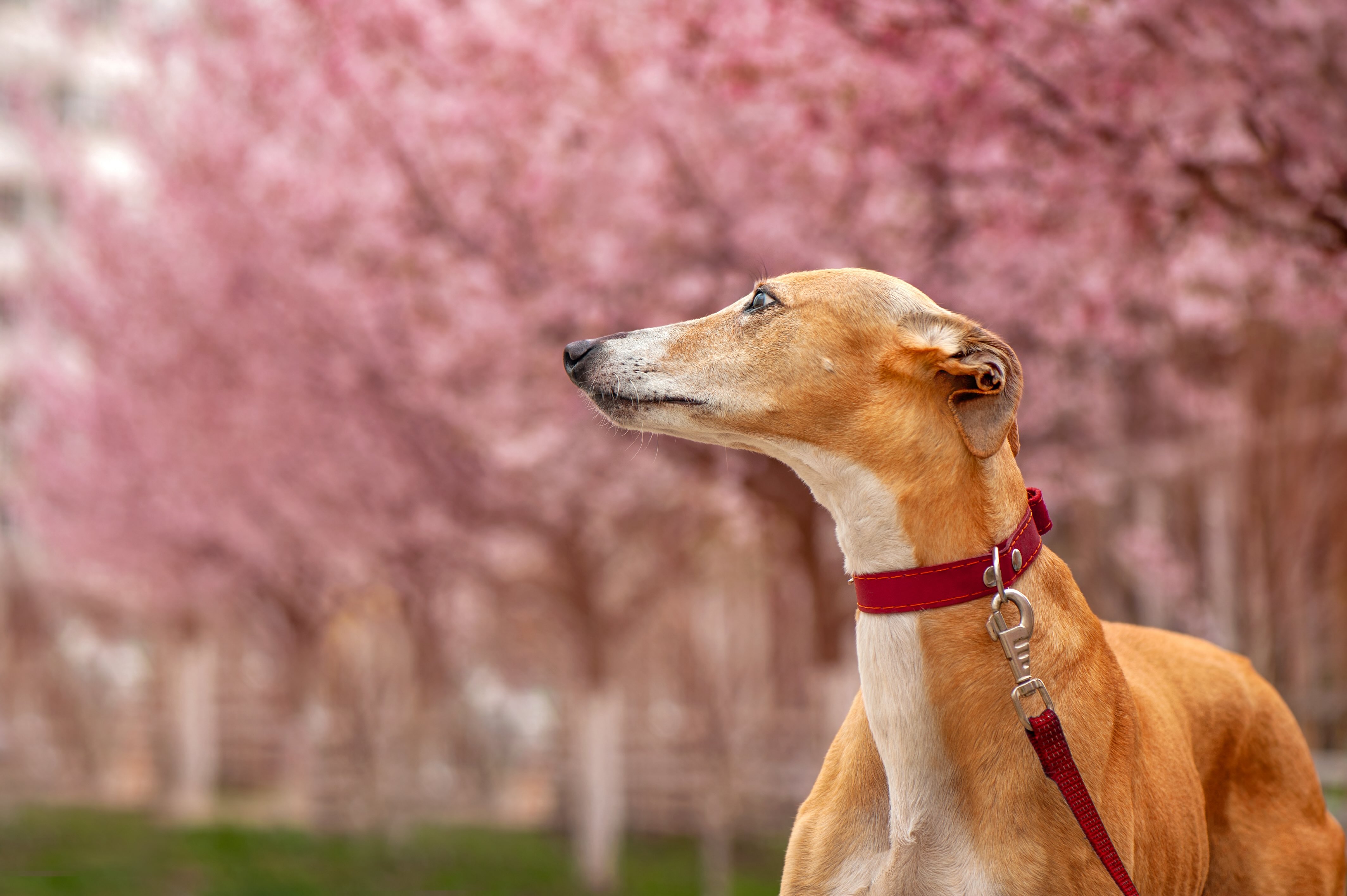 red greyhound looking up at flowering pink trees