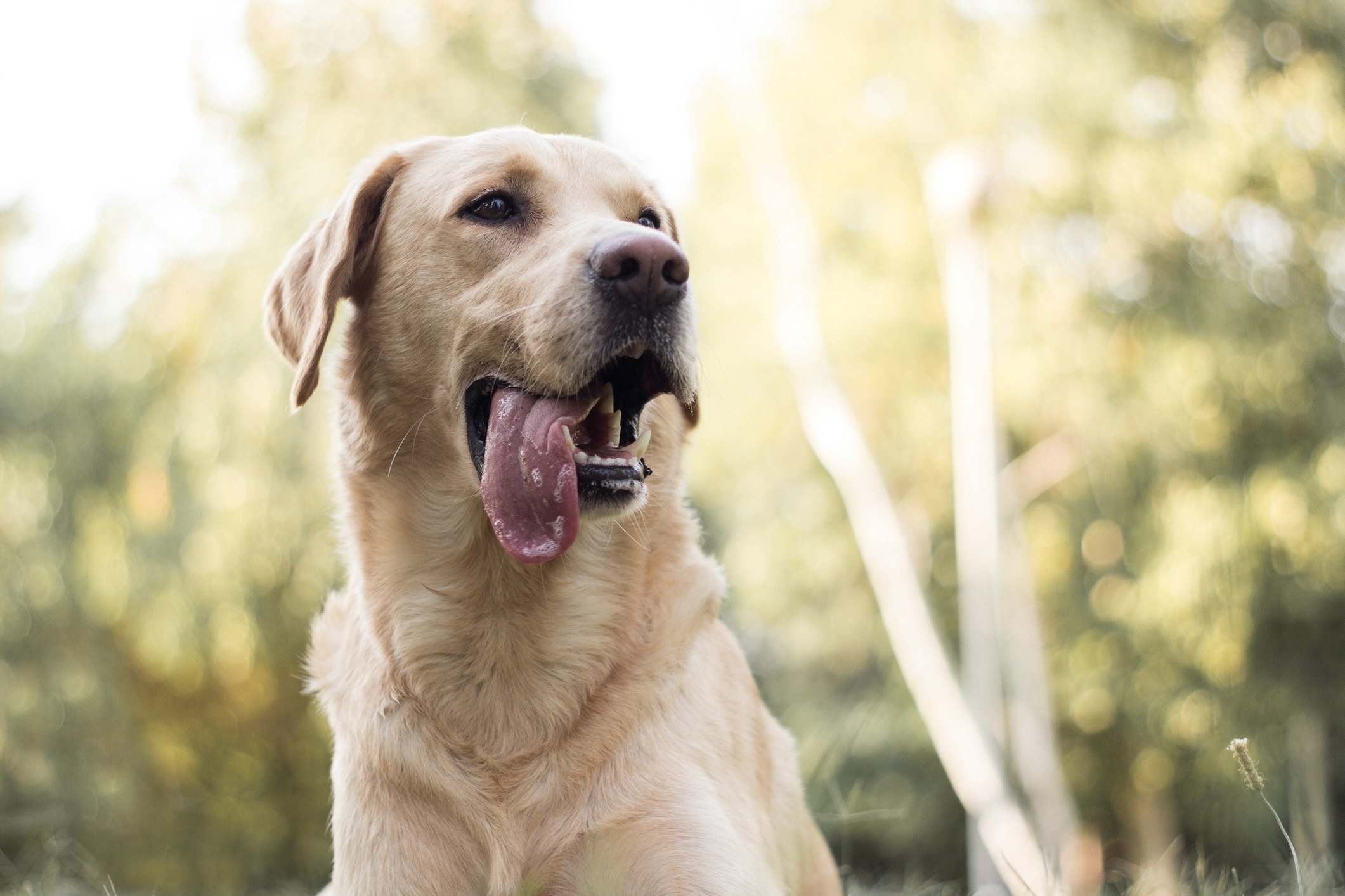 close-up of a yellow lab with his tongue hanging out