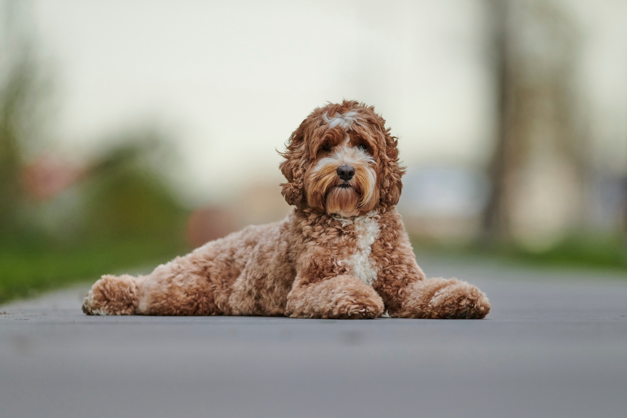 red and white labradoodle lying on a path in shallow focus