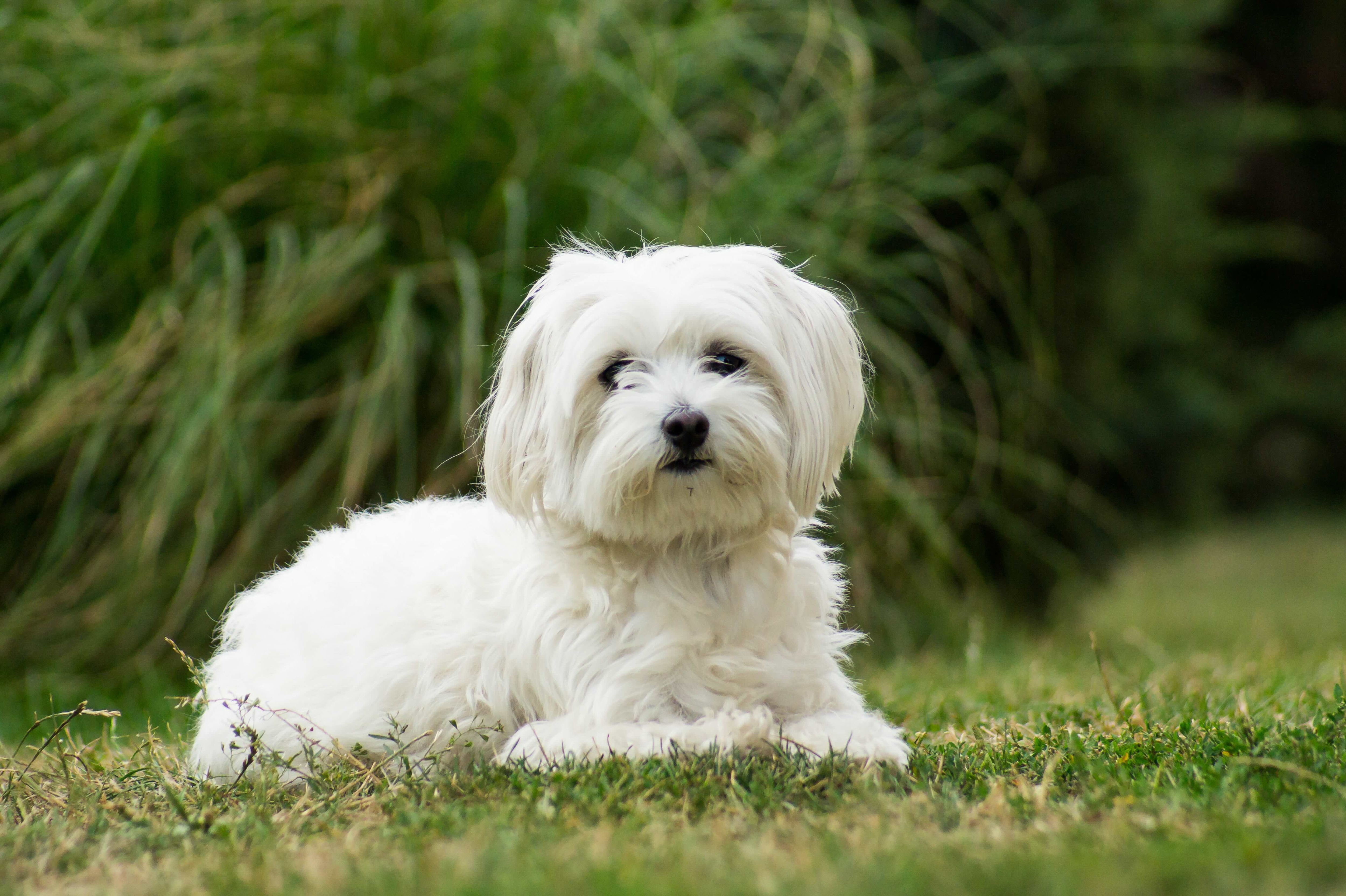 white maltese dog lying in green grass