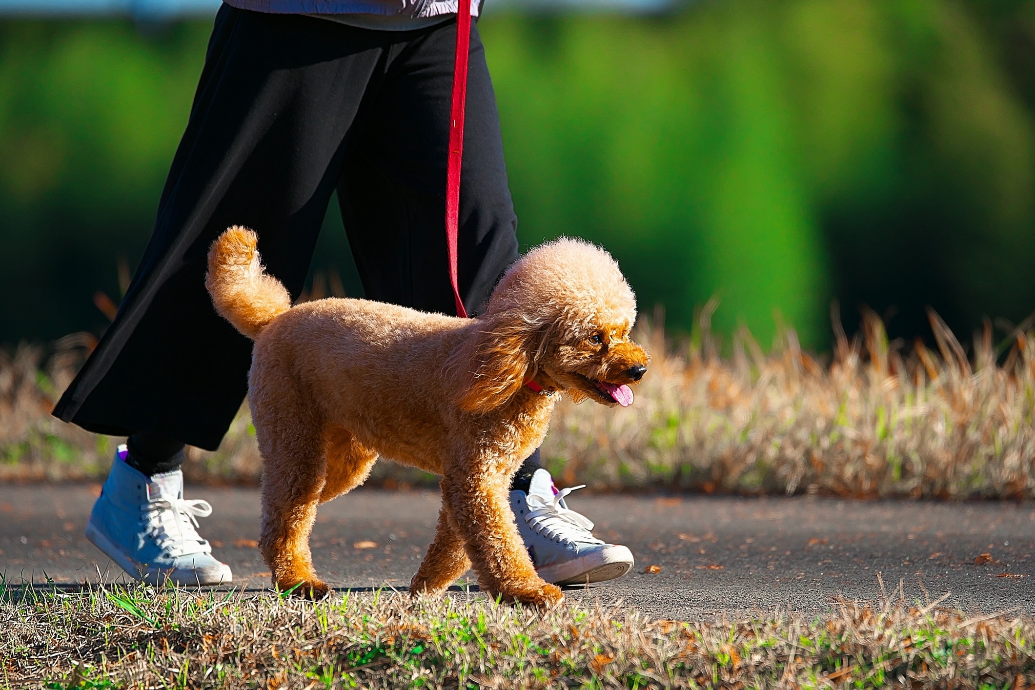 red miniature poodle walking on a leash next to their pet parent