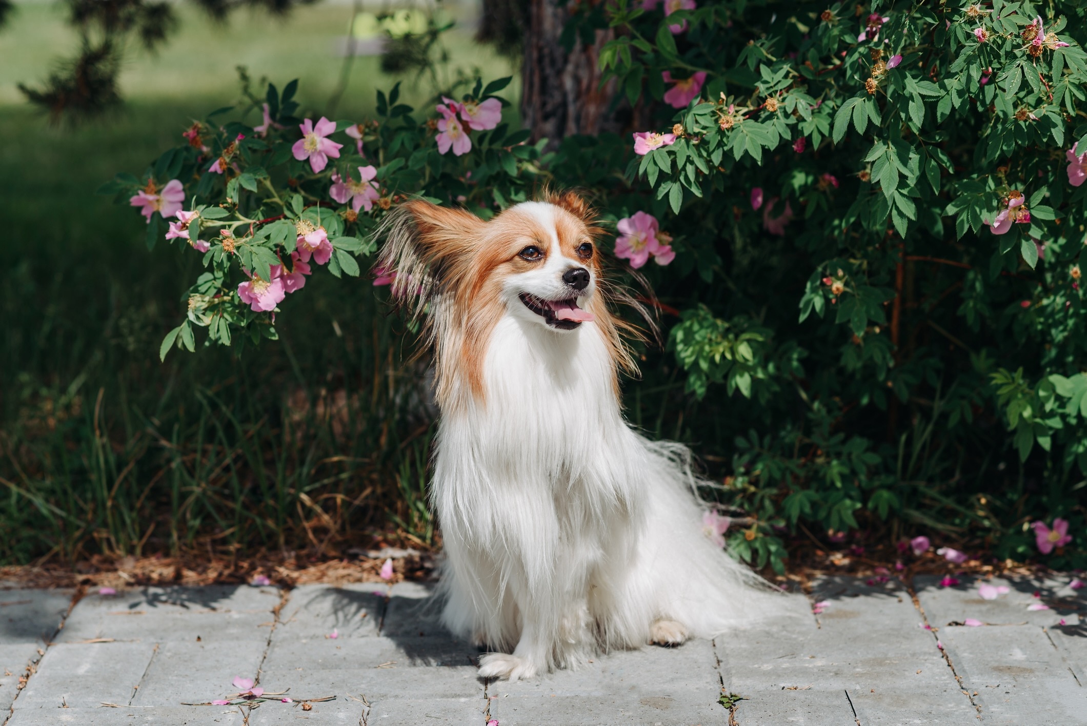 white and brown papillon dog sitting in front of a flowering bush