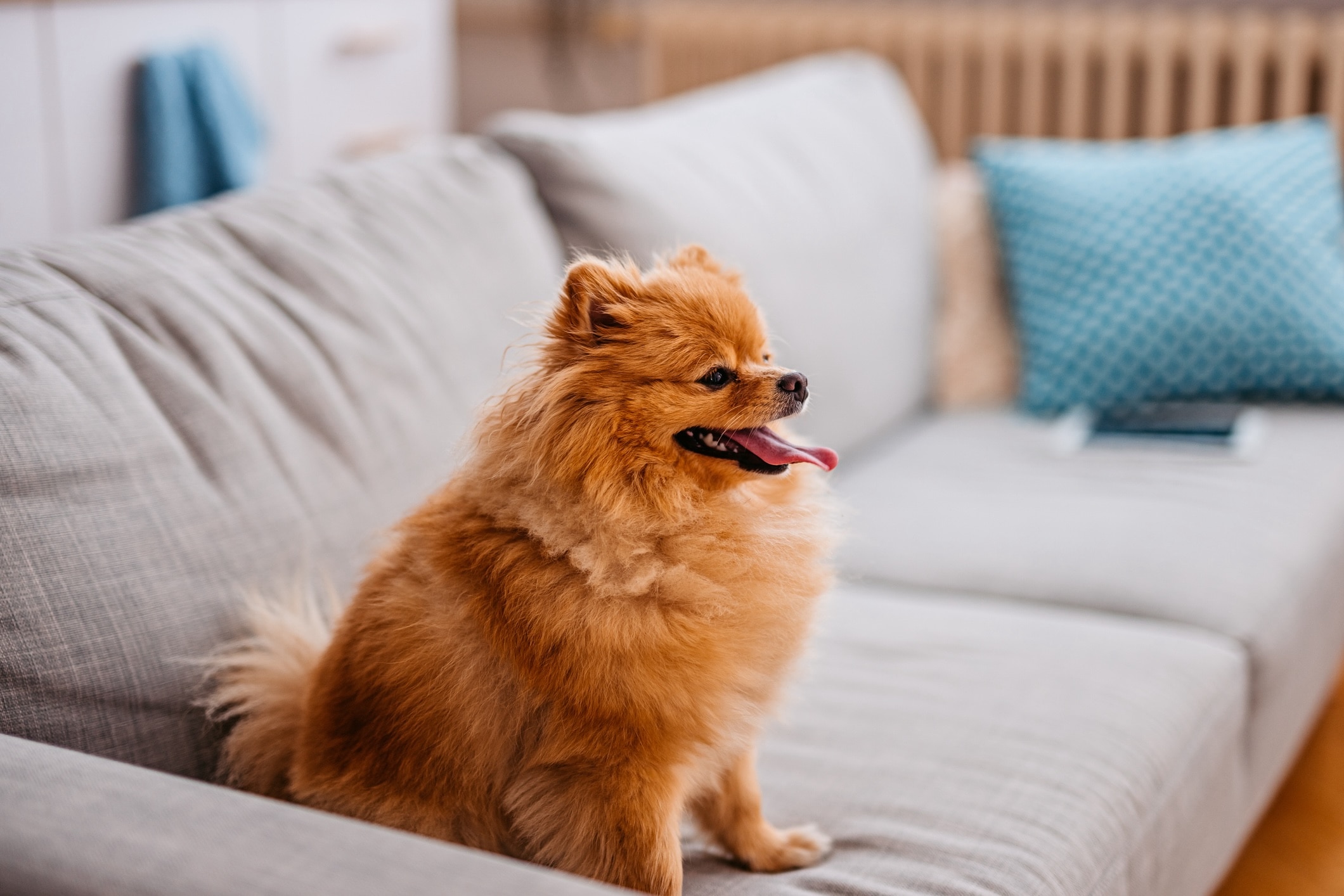 red pomeranian sitting on a gray couch