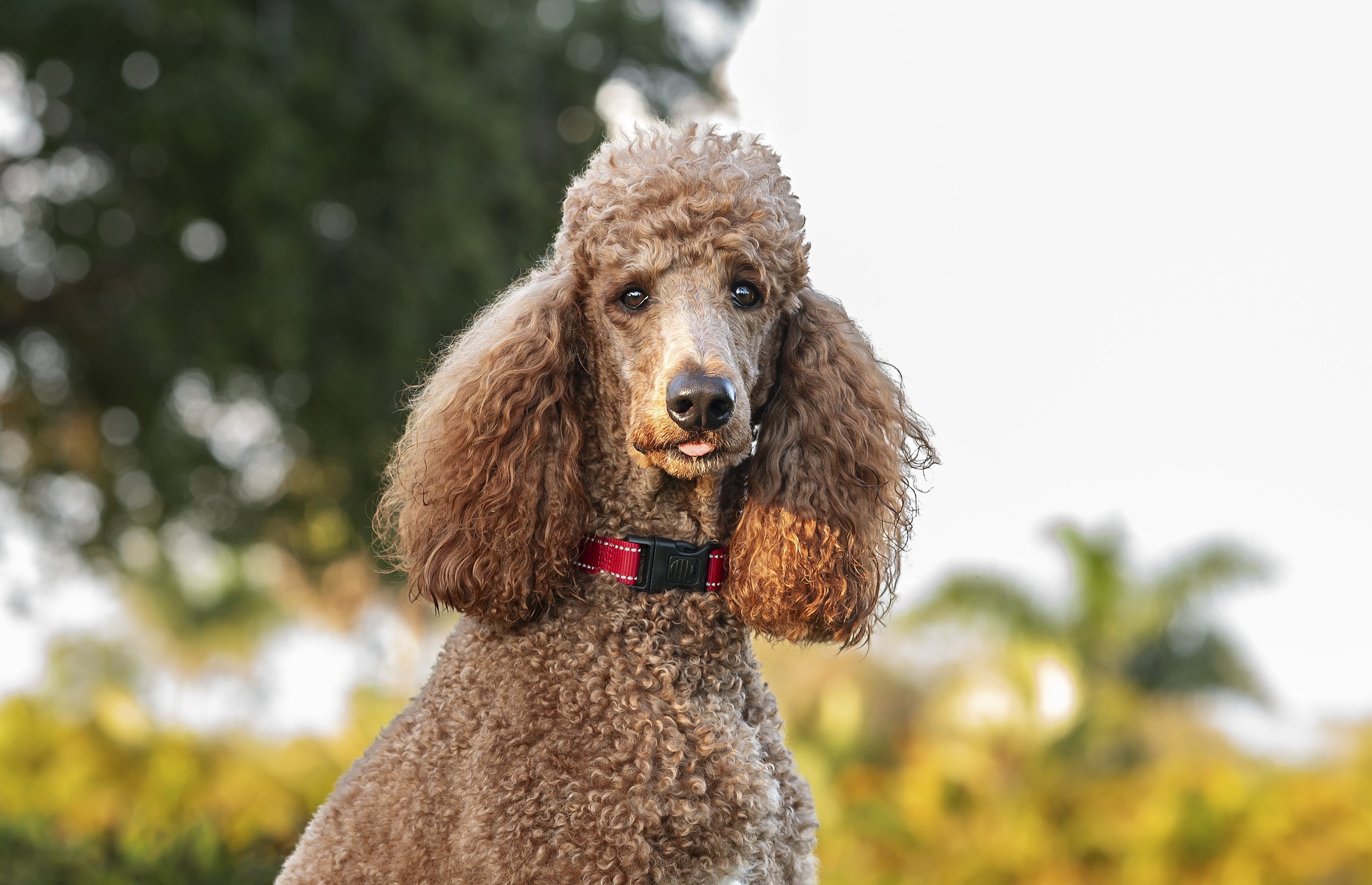 brown standard poodle portrait