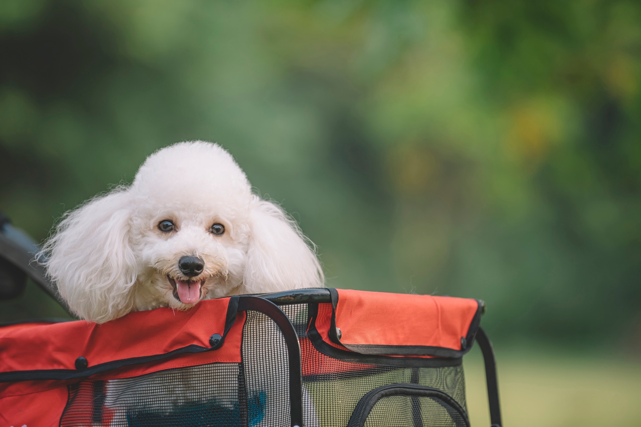 white toy poodle in a red stroller