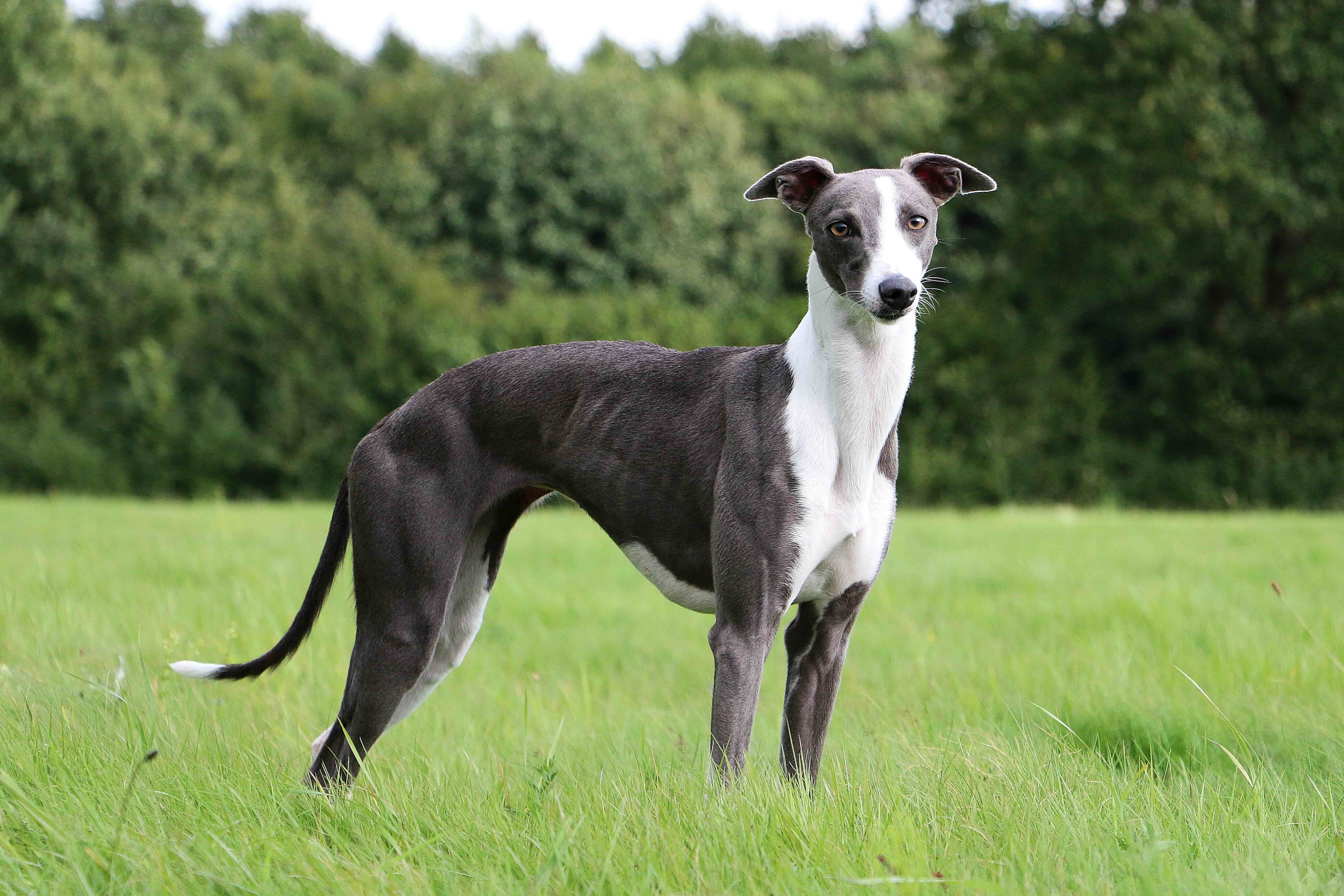 gray and white whippet