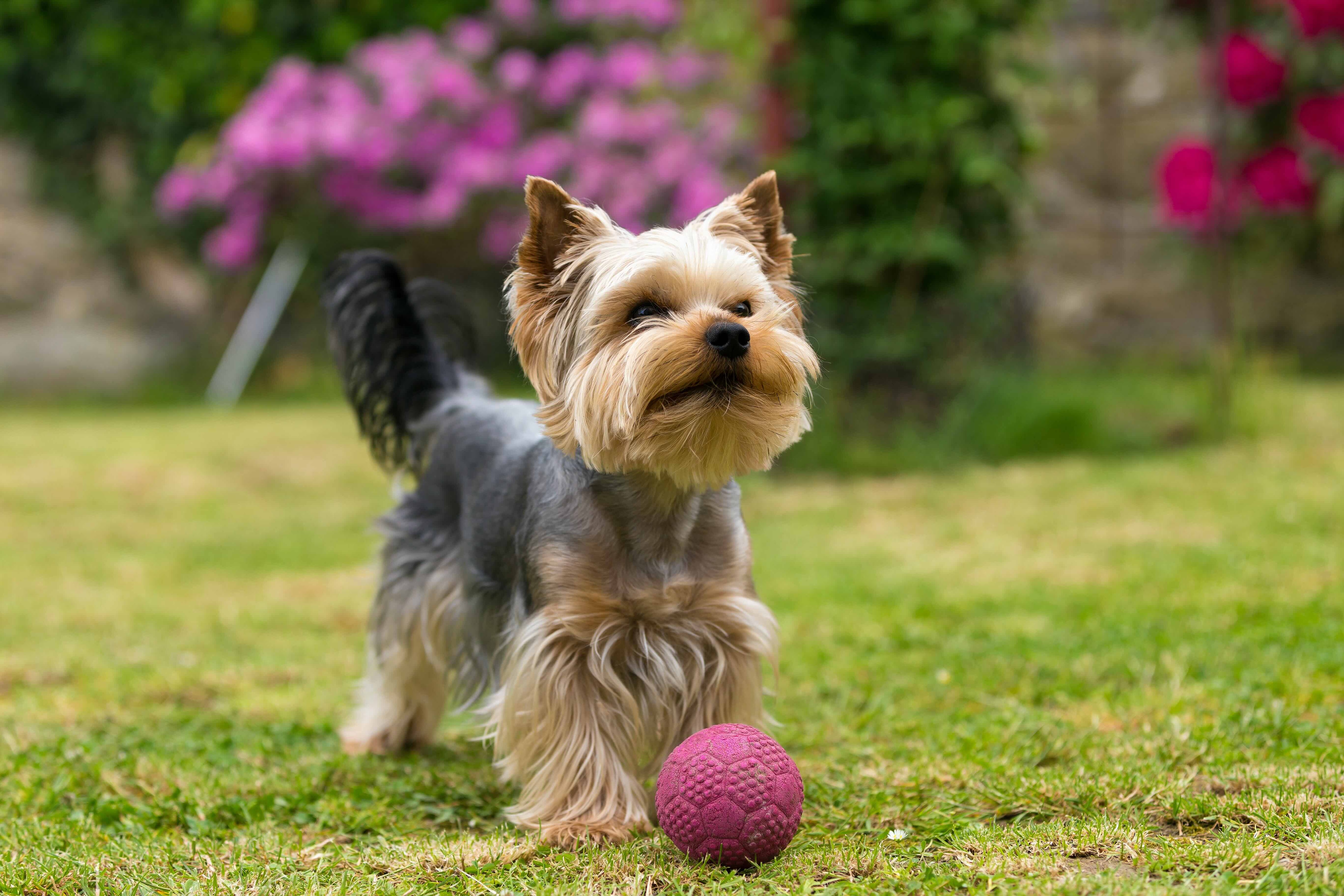 yorkie dog standing in front of a purple ball