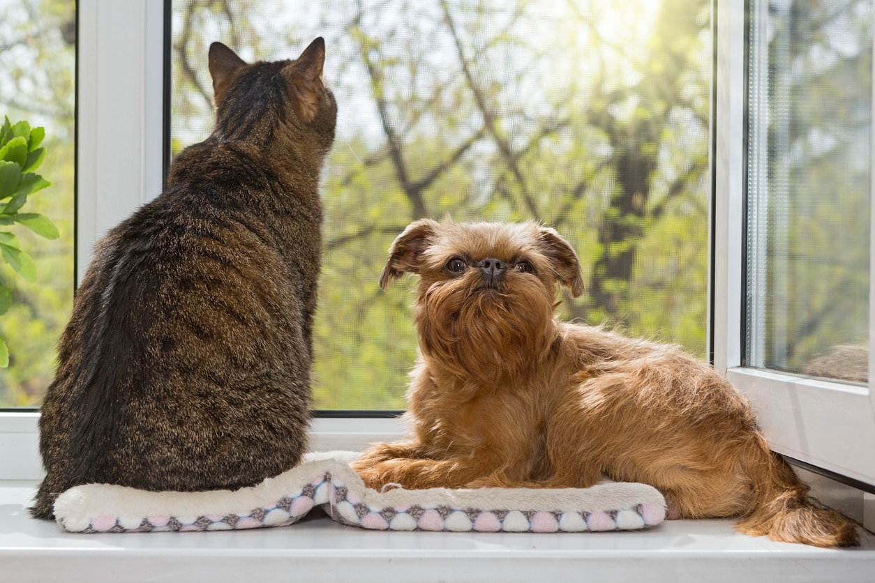 brown brussels griffon and tabby cat sitting together on a window sill