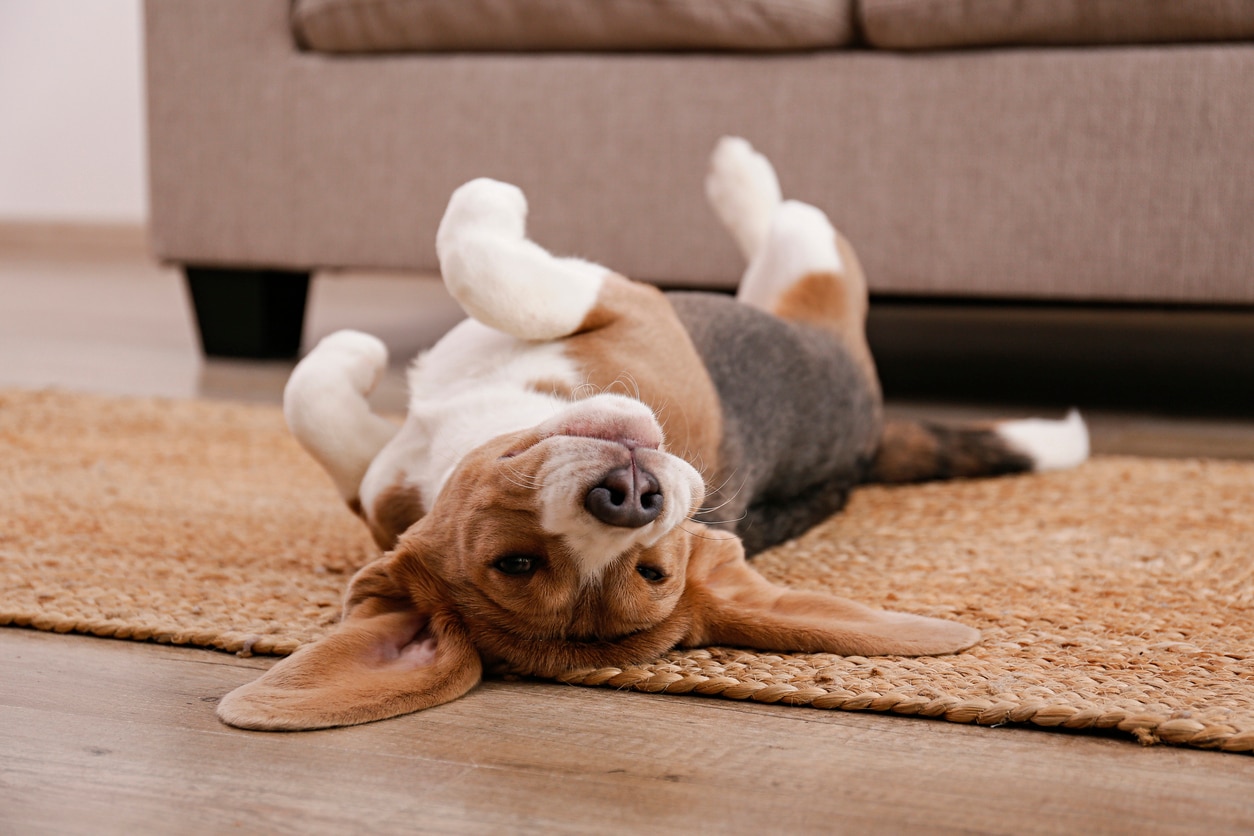 beagle dog lying on his back 