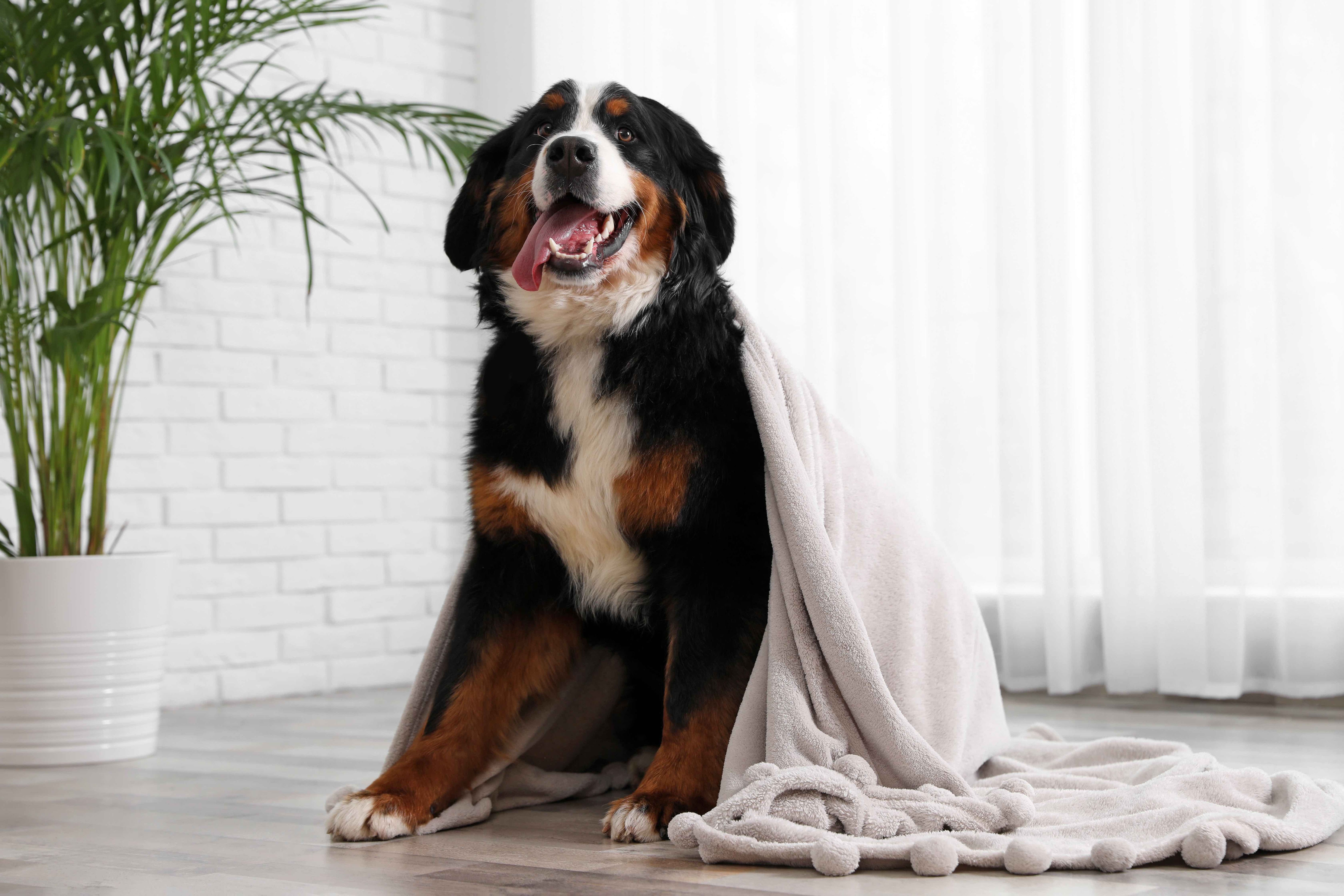 bernese mountian dog sitting in front of a window