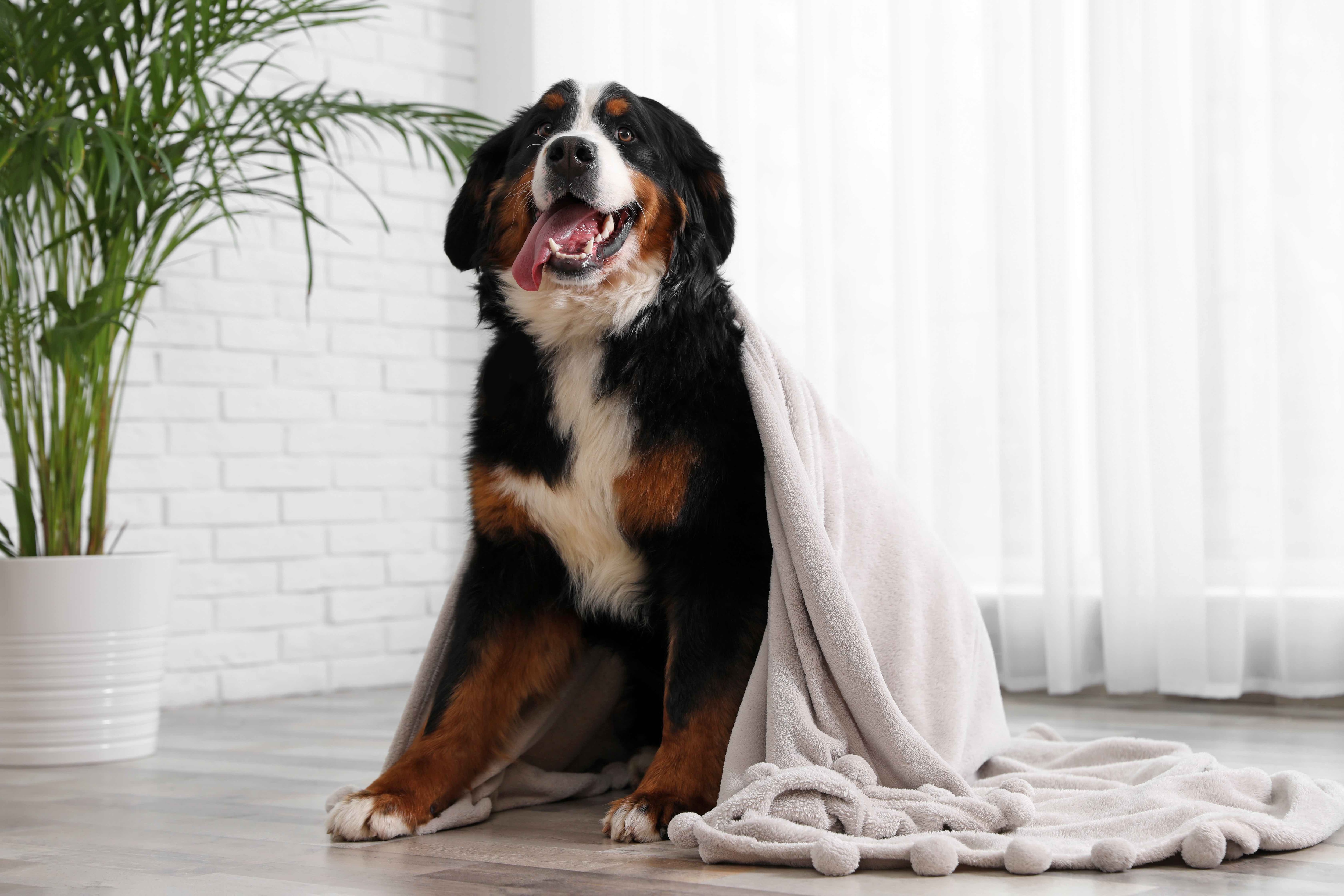 https://image.petmd.com/files/inline-images/best-family-dogs-bernese-mountain-dog.jpg?VersionId=cRR.LFFB8OIN4MJSCVDrzNWjE70bS54n