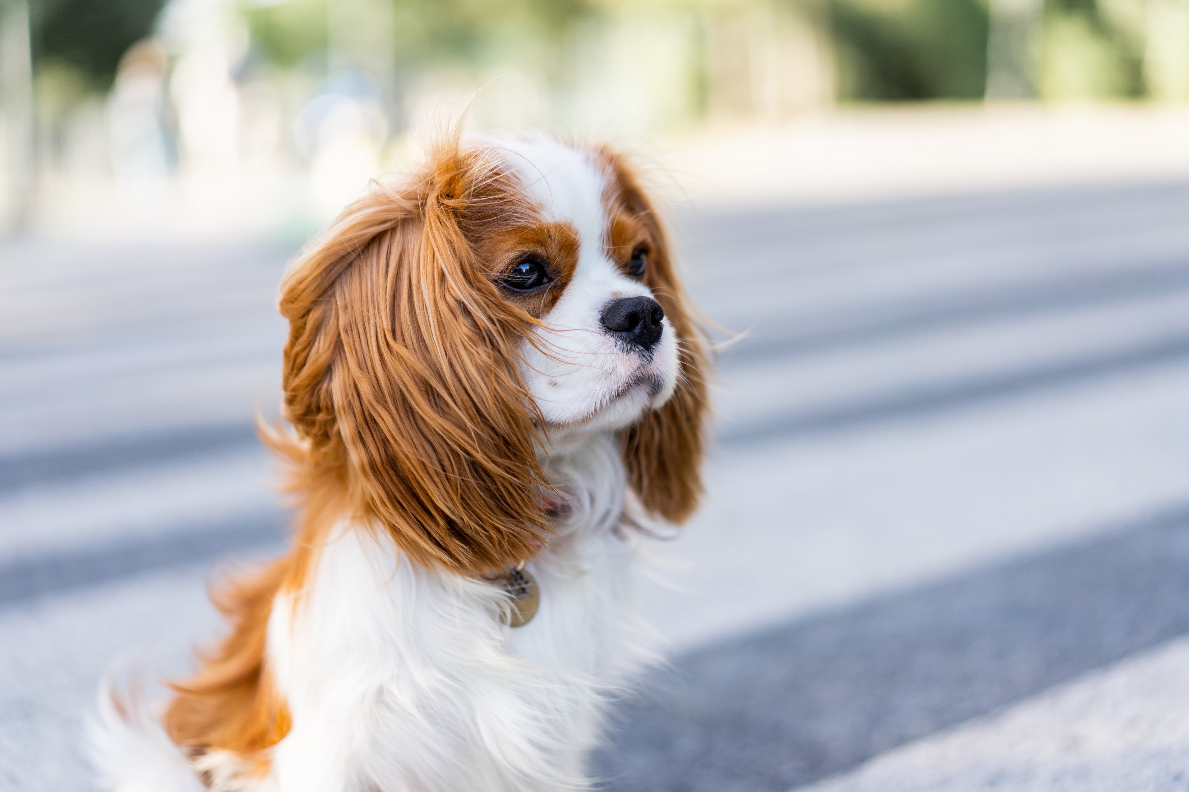 portrait of a brown and white cavalier king charles spaniel
