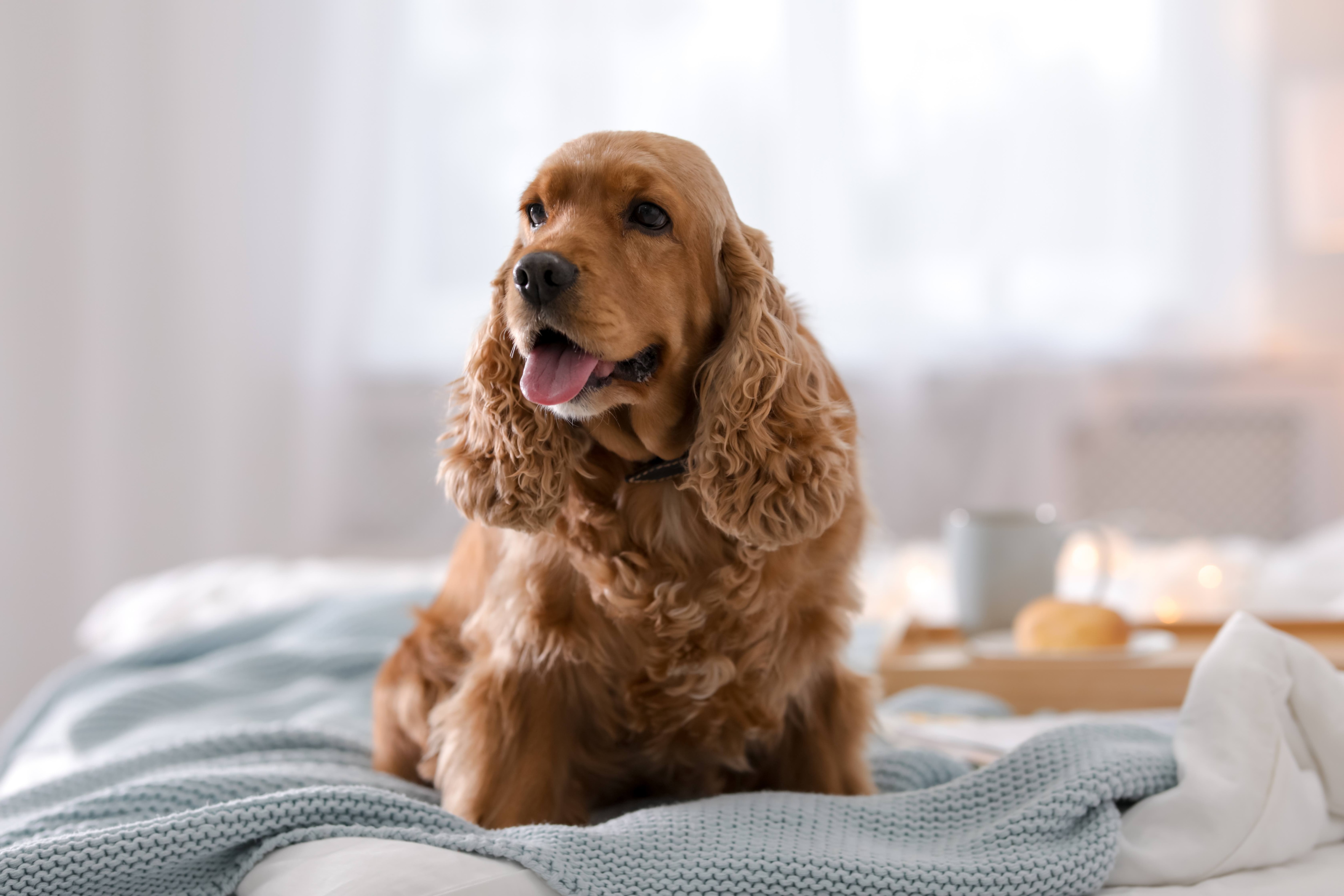 tan cocker spaniel sitting on a human bed