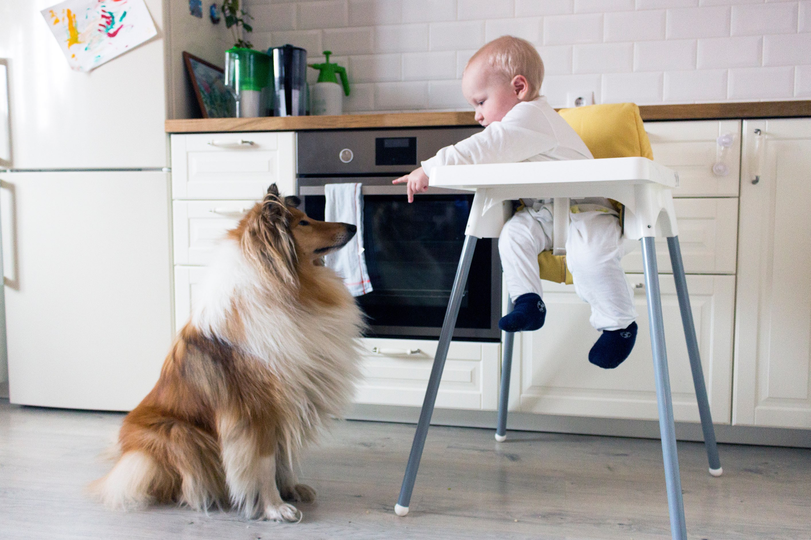rough collie sitting next to a baby in a highchair