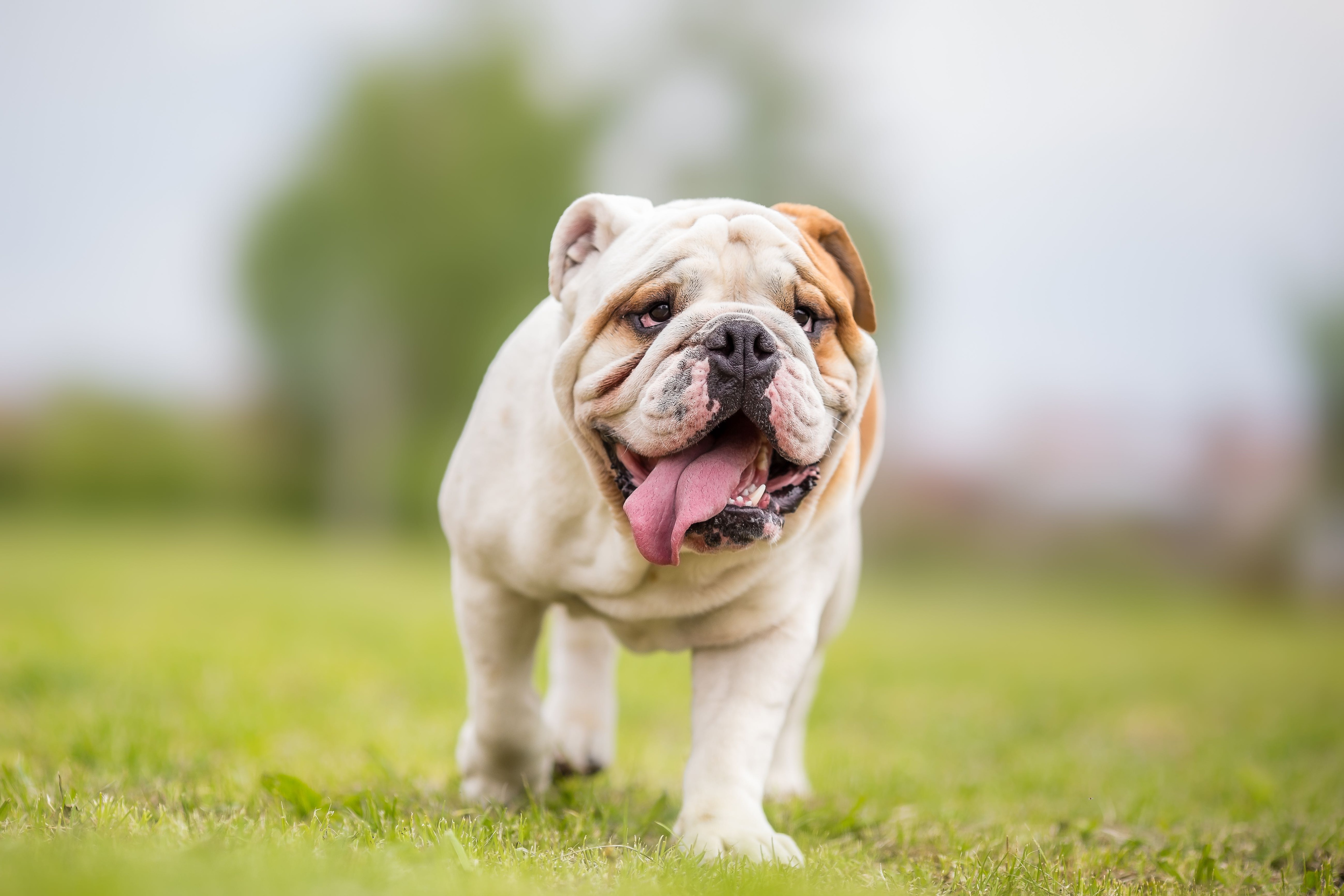 white and brown english bulldog walking through grass