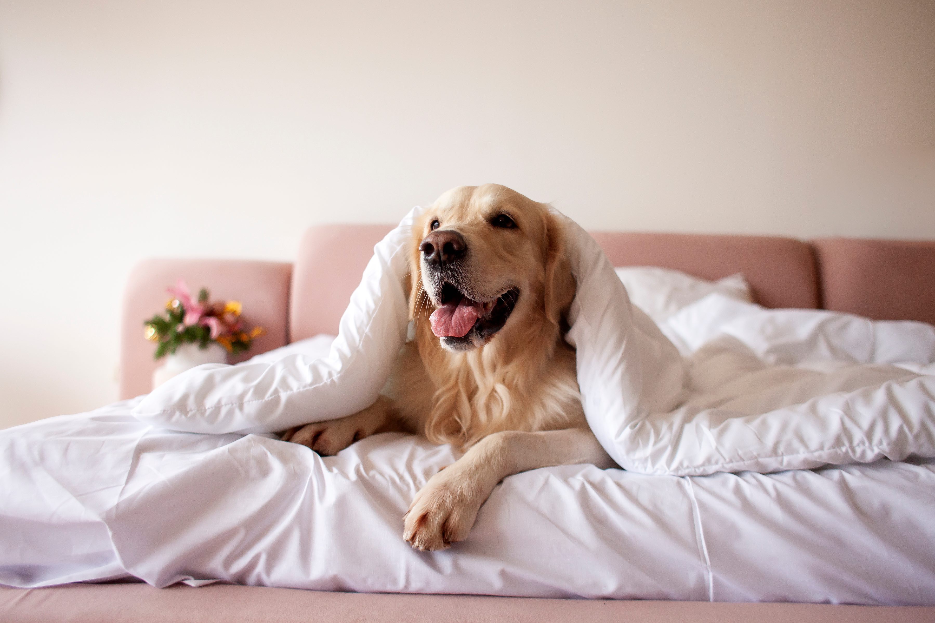 golden retriever lying under the covers in a human bed