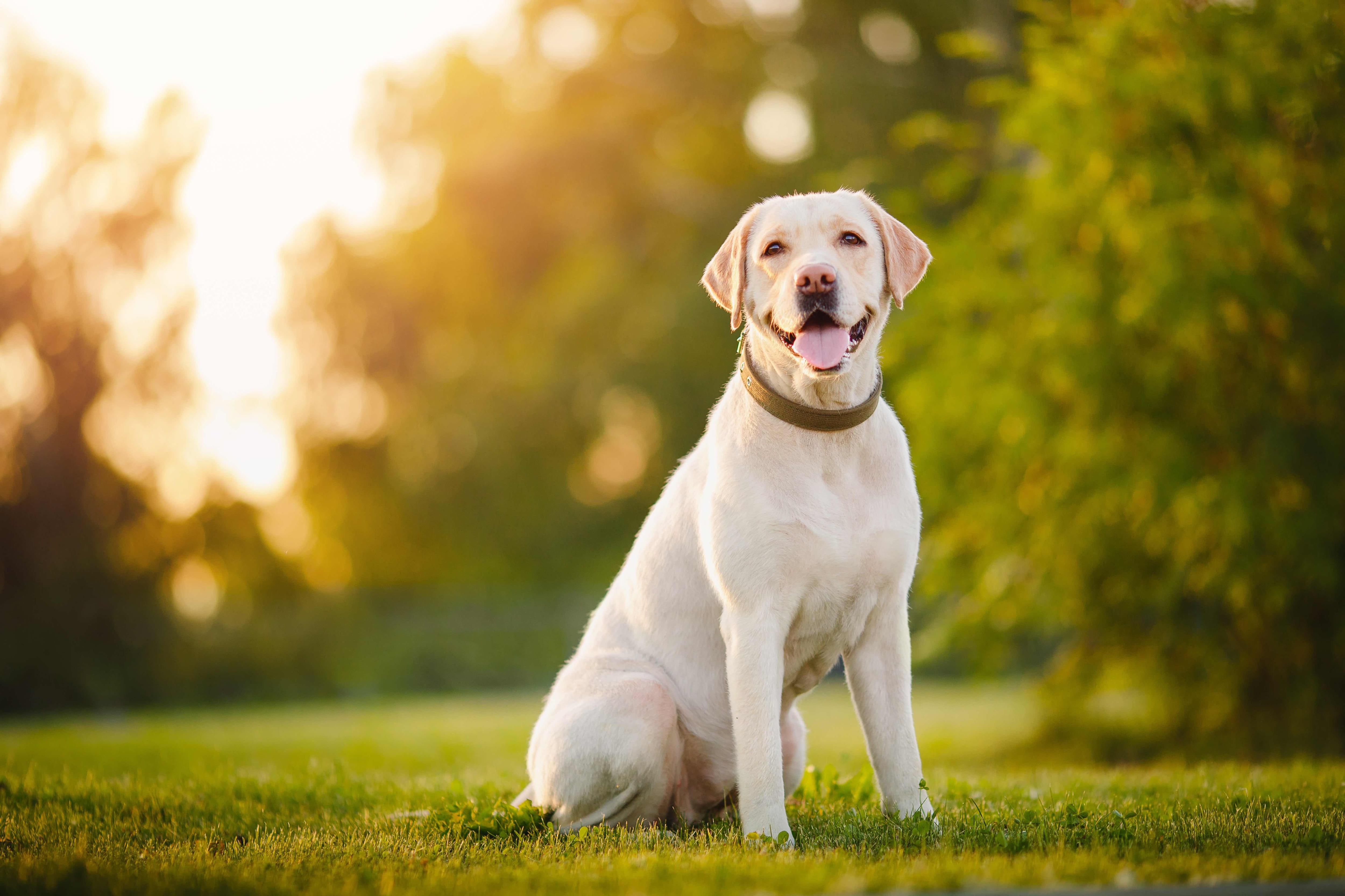 yellow labrador sitting in a field outside at golden hour