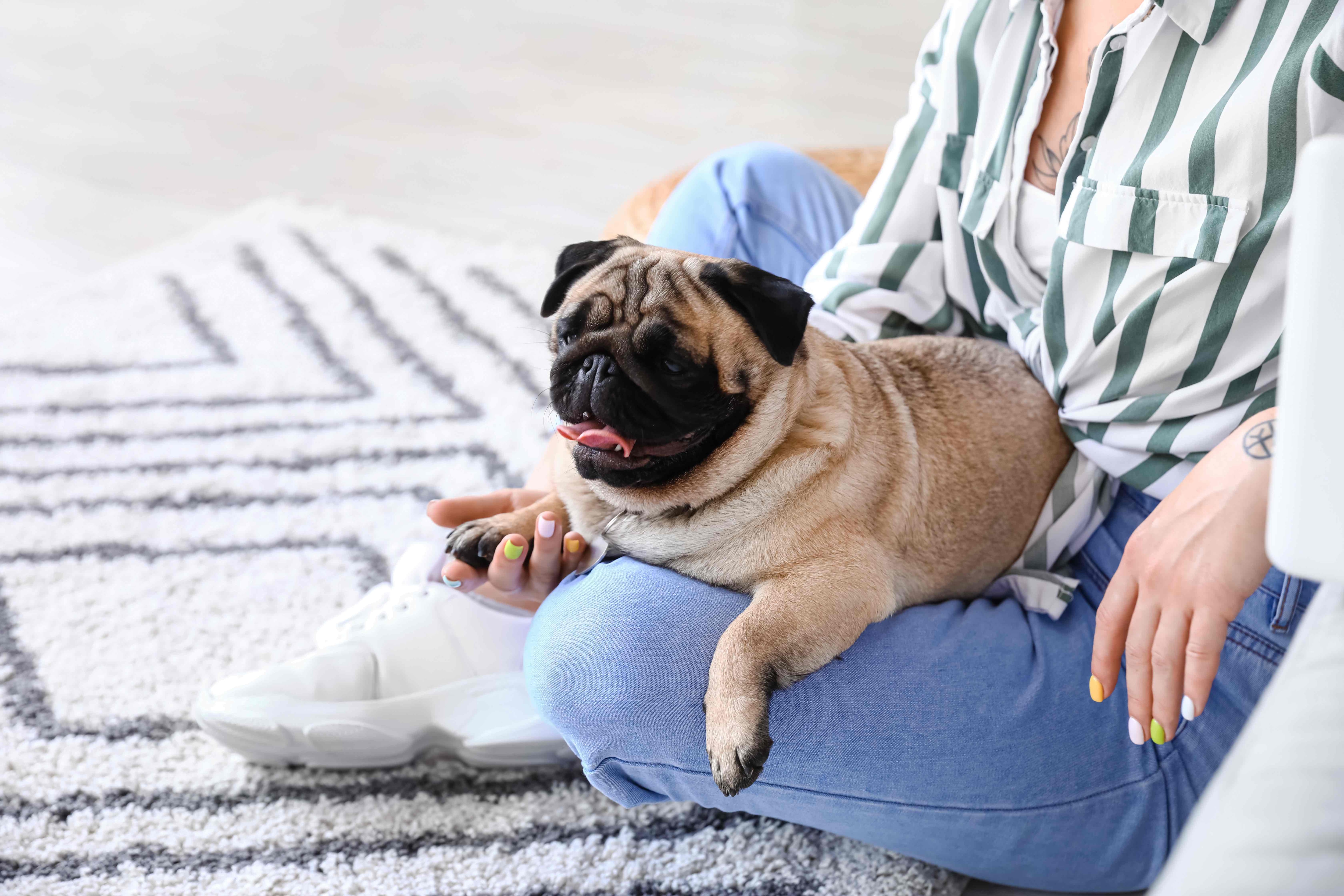 pug lying in a woman's lap