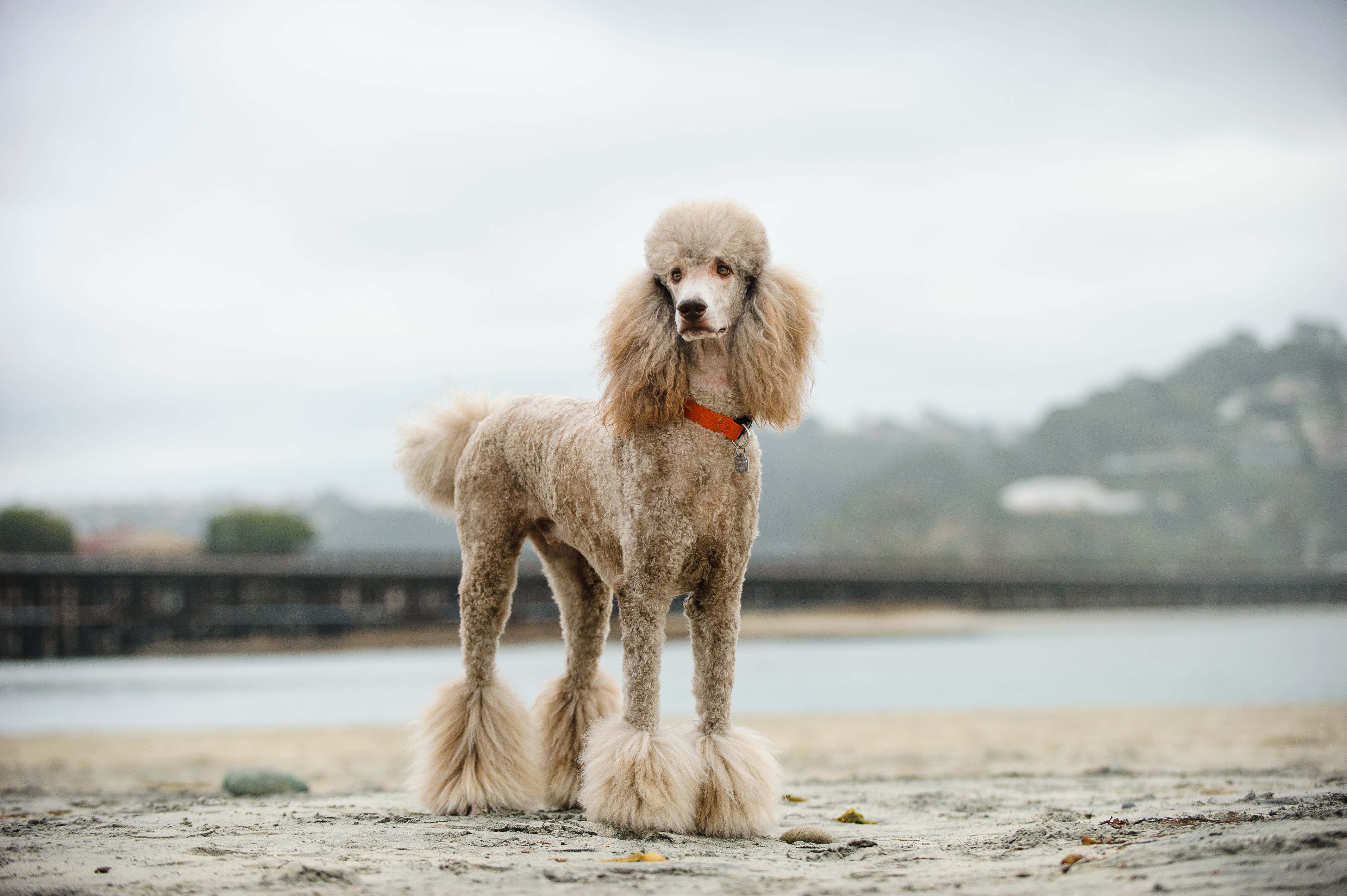 gray standard poodle standing on a cloudy beach